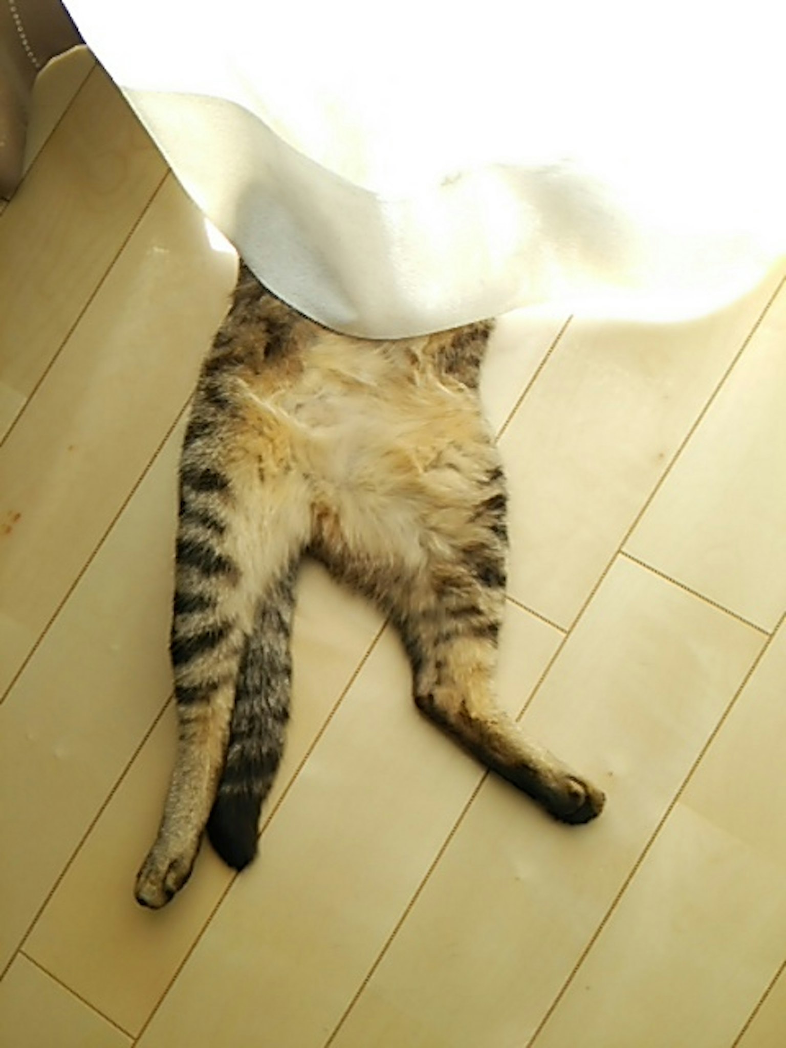 A cat's hind legs visible beneath a curtain