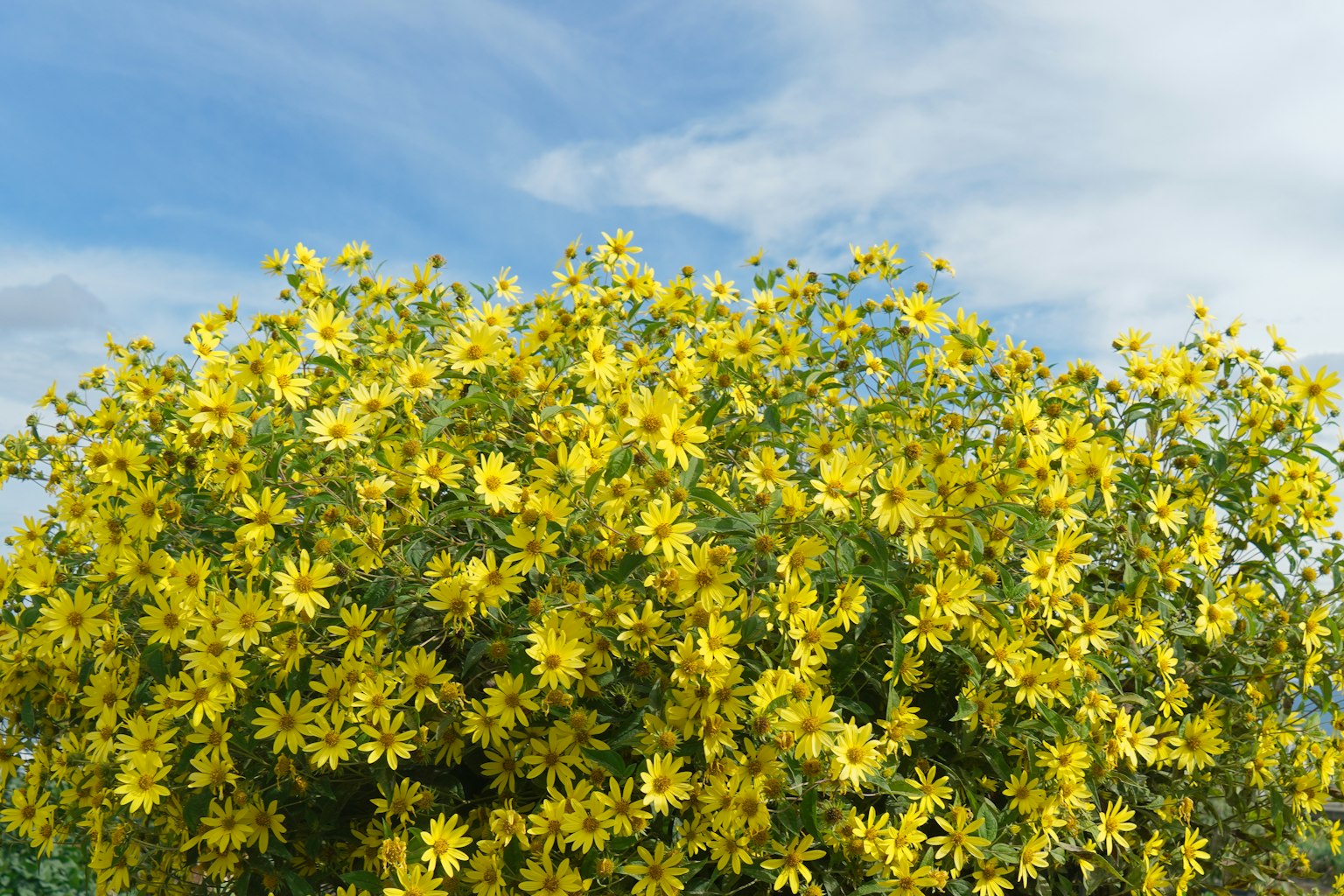Ein Busch mit leuchtend gelben Blumen unter einem blauen Himmel