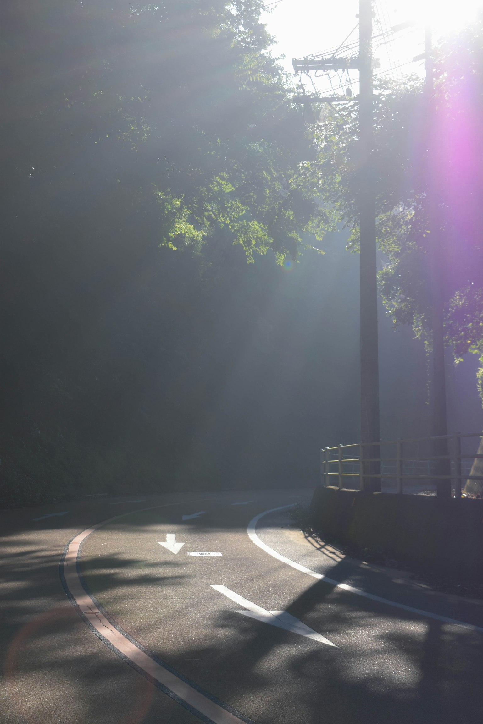 Curved road in mist with sunlight filtering through trees