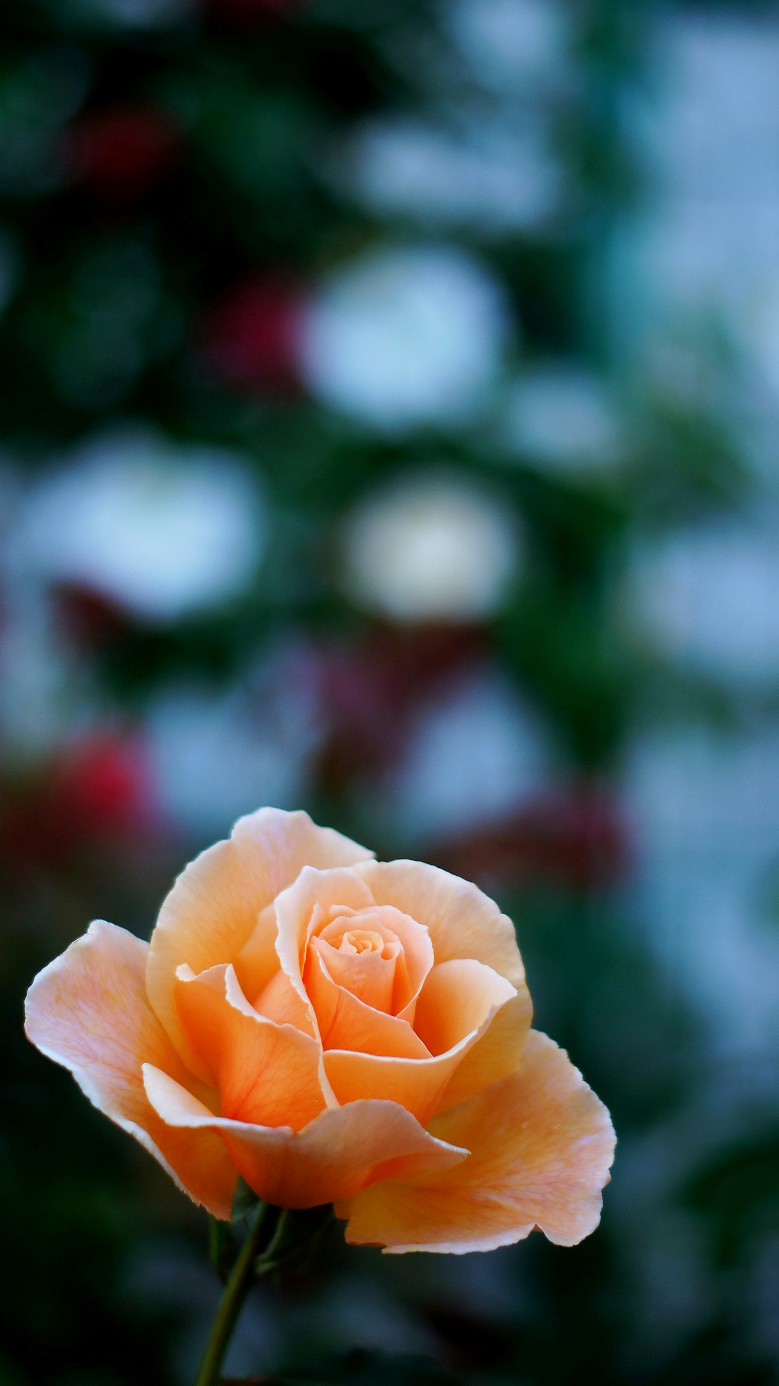 photo-saLDqOtS0P1JsG98YODi-image