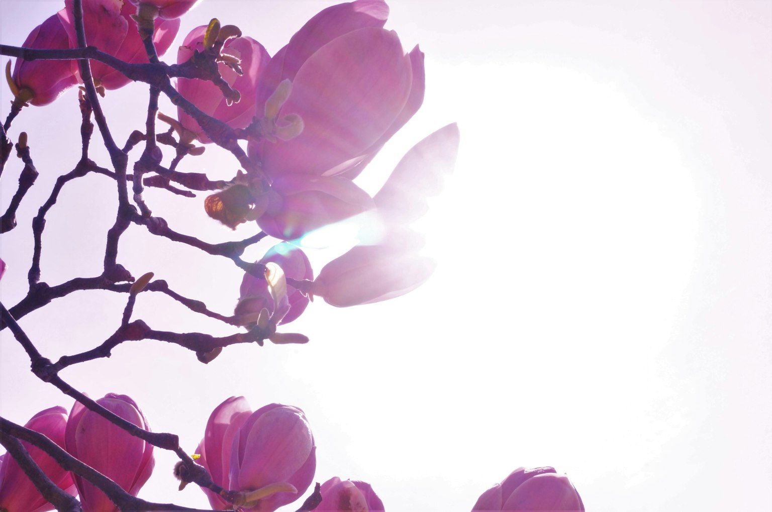 Fiori di magnolia rosa vibrante che fioriscono su rami sotto la luce solare brillante