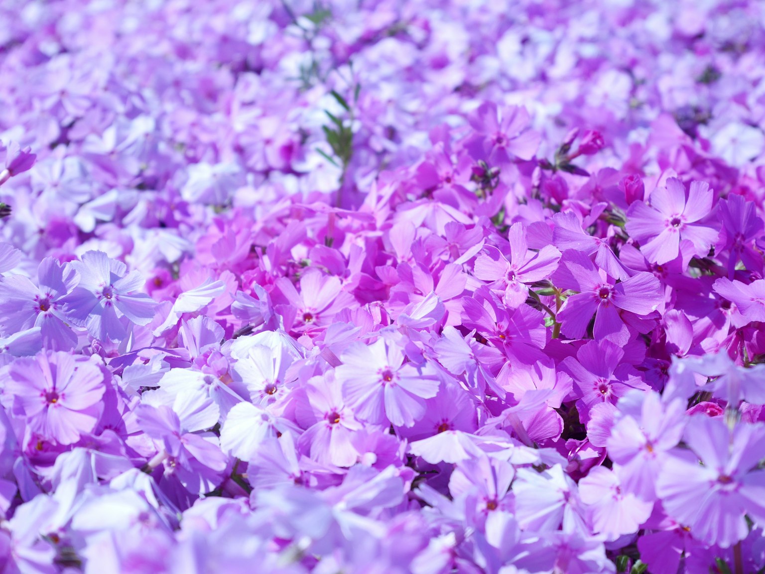 Eine Landschaft voller lila Blumen