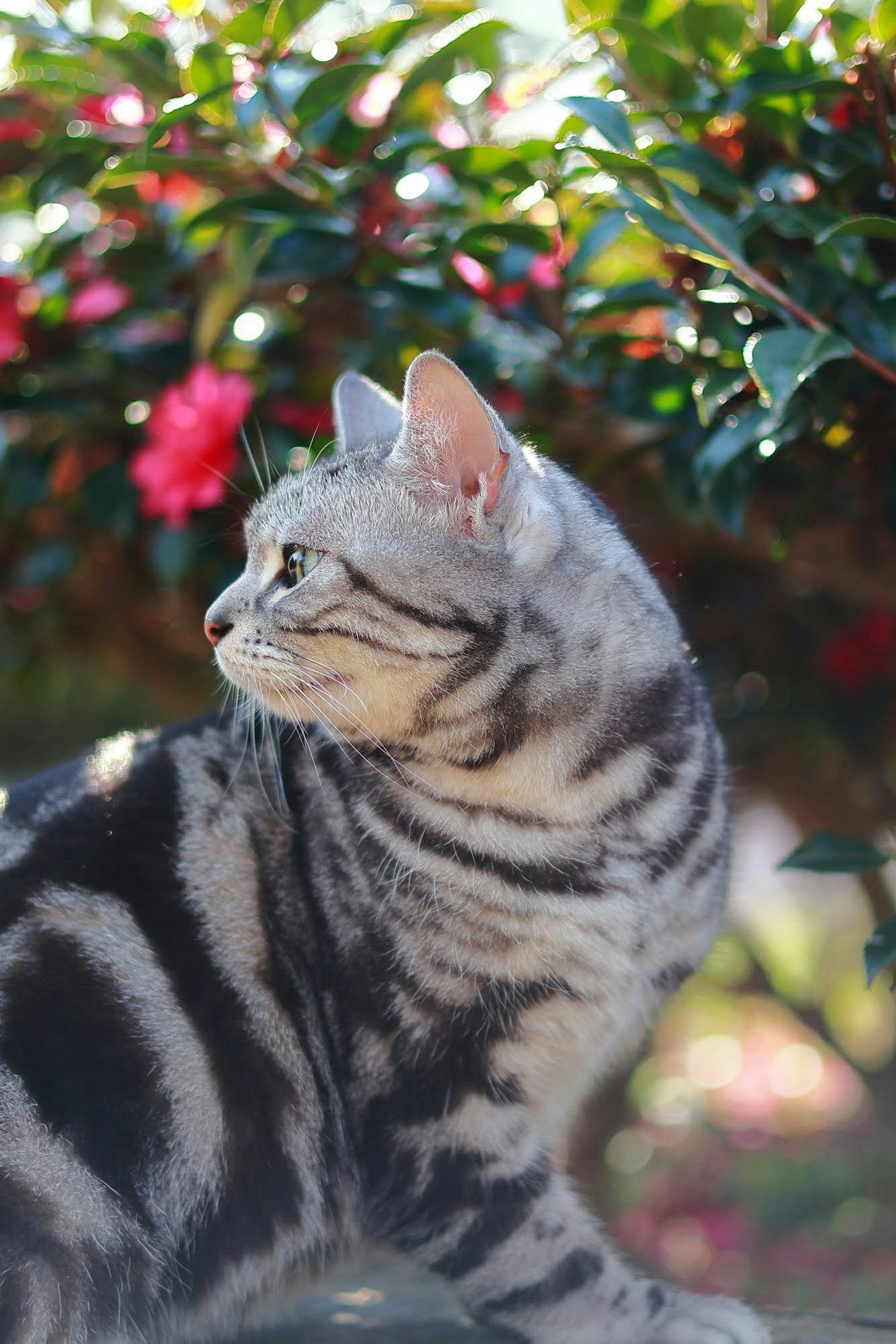 Eine silberne gestreifte Katze, die auf einen Blumenhintergrund schaut