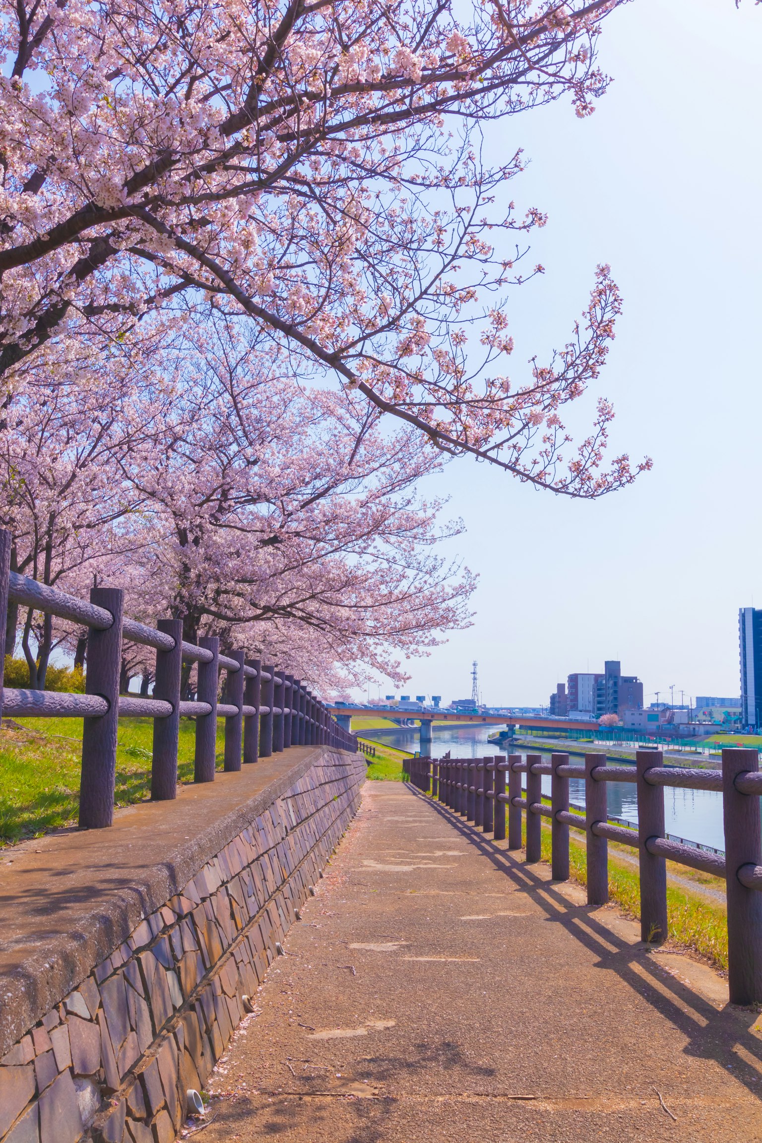 樱花树成排的河边风景