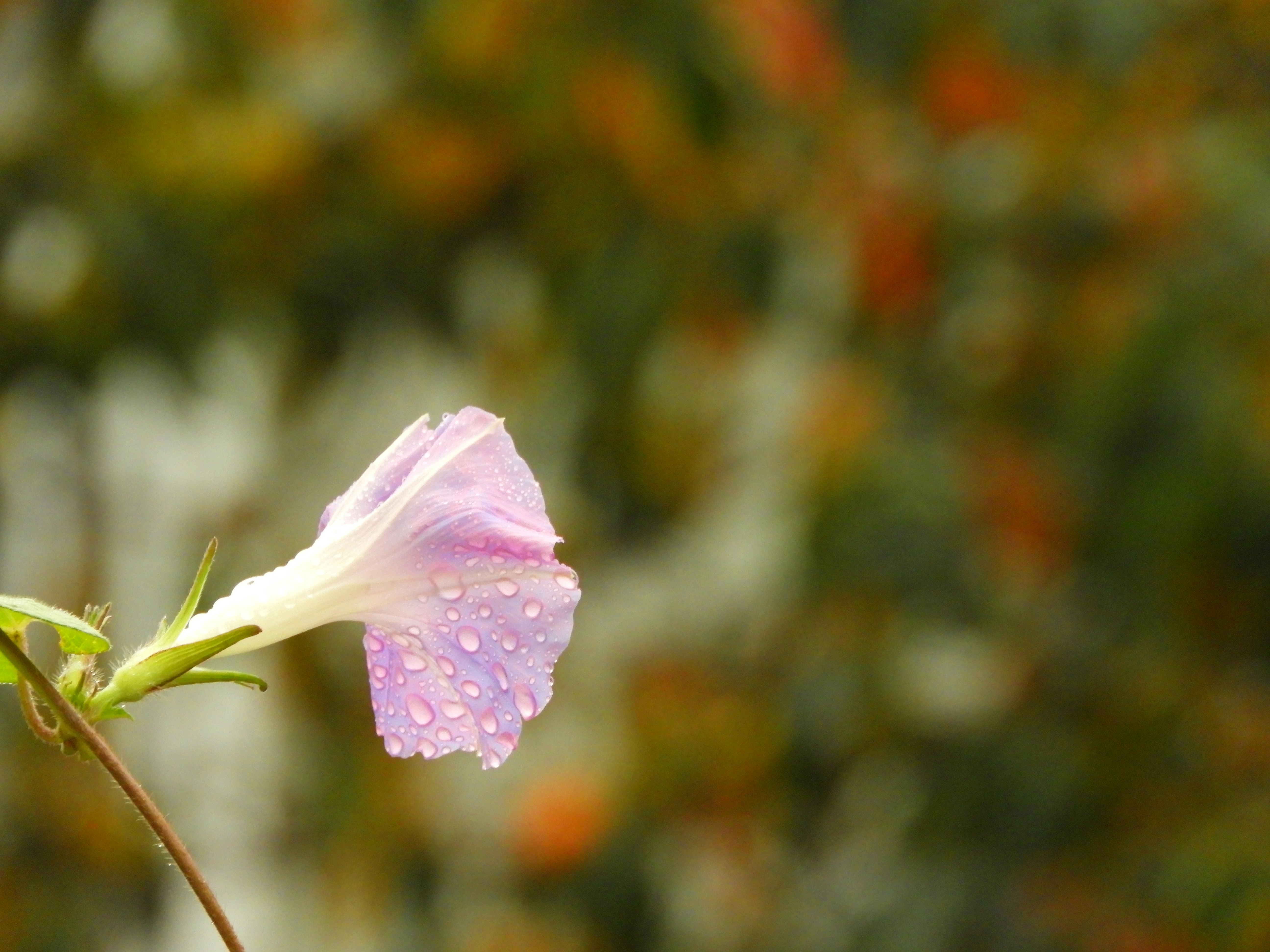 色づいた柿の木に咲く薄紫の花