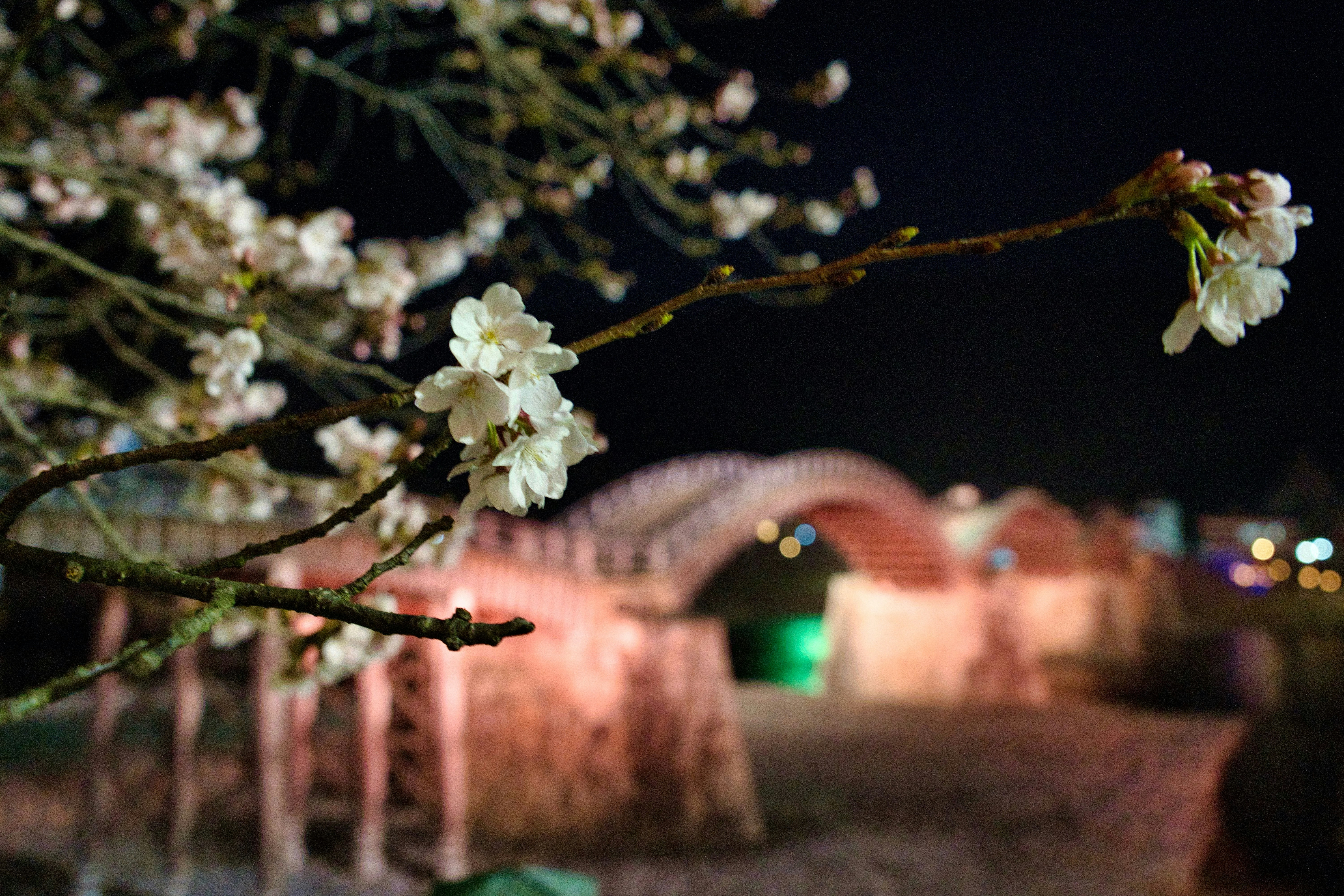 Kintai Bridge cherry blossoms branch with night view