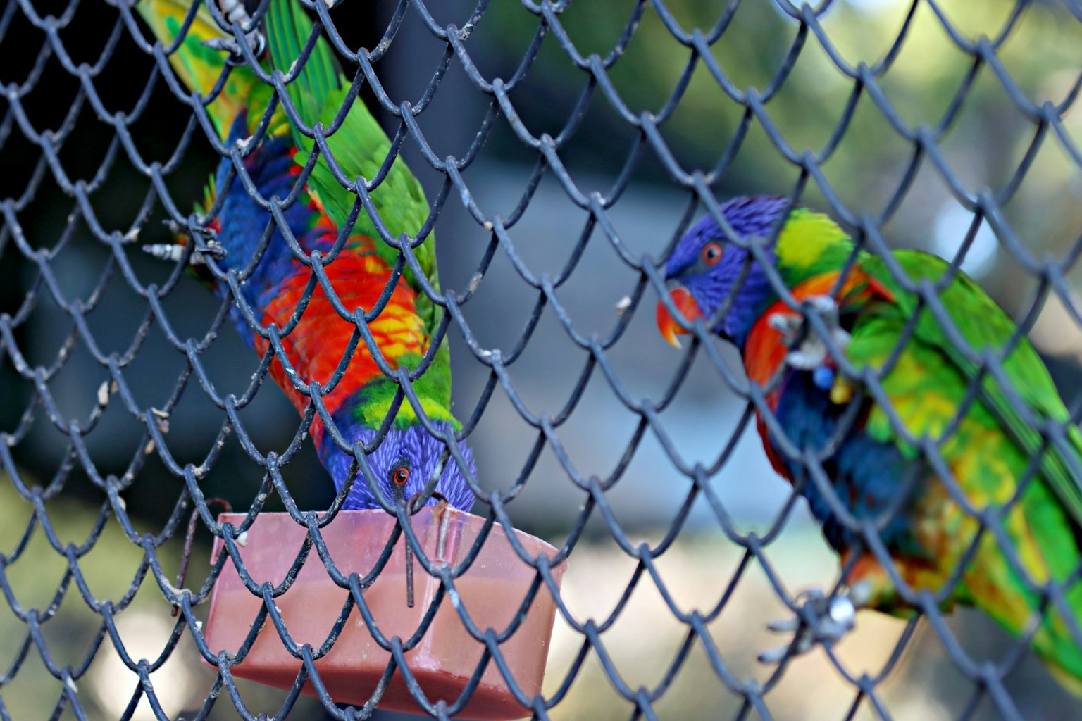 Bunte Lorikeets durch ein Drahtgitter gesehen