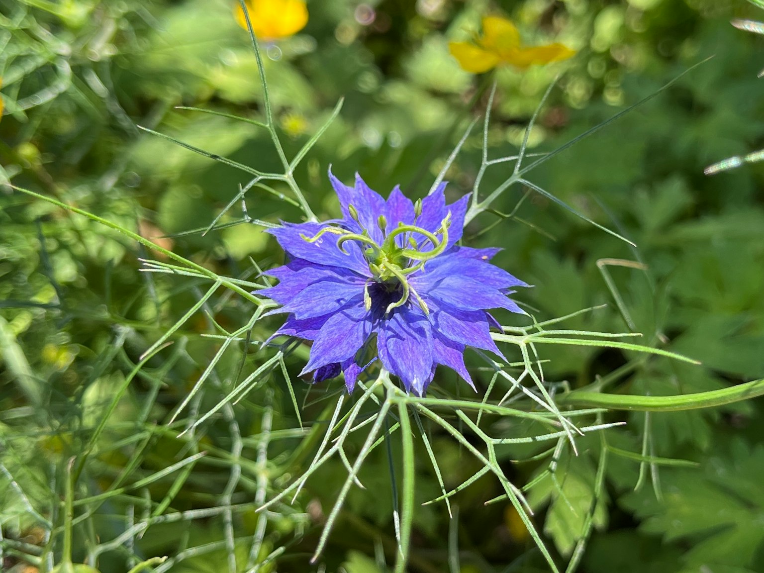 Una flor azul-púrpura vibrante rodeada de follaje verde