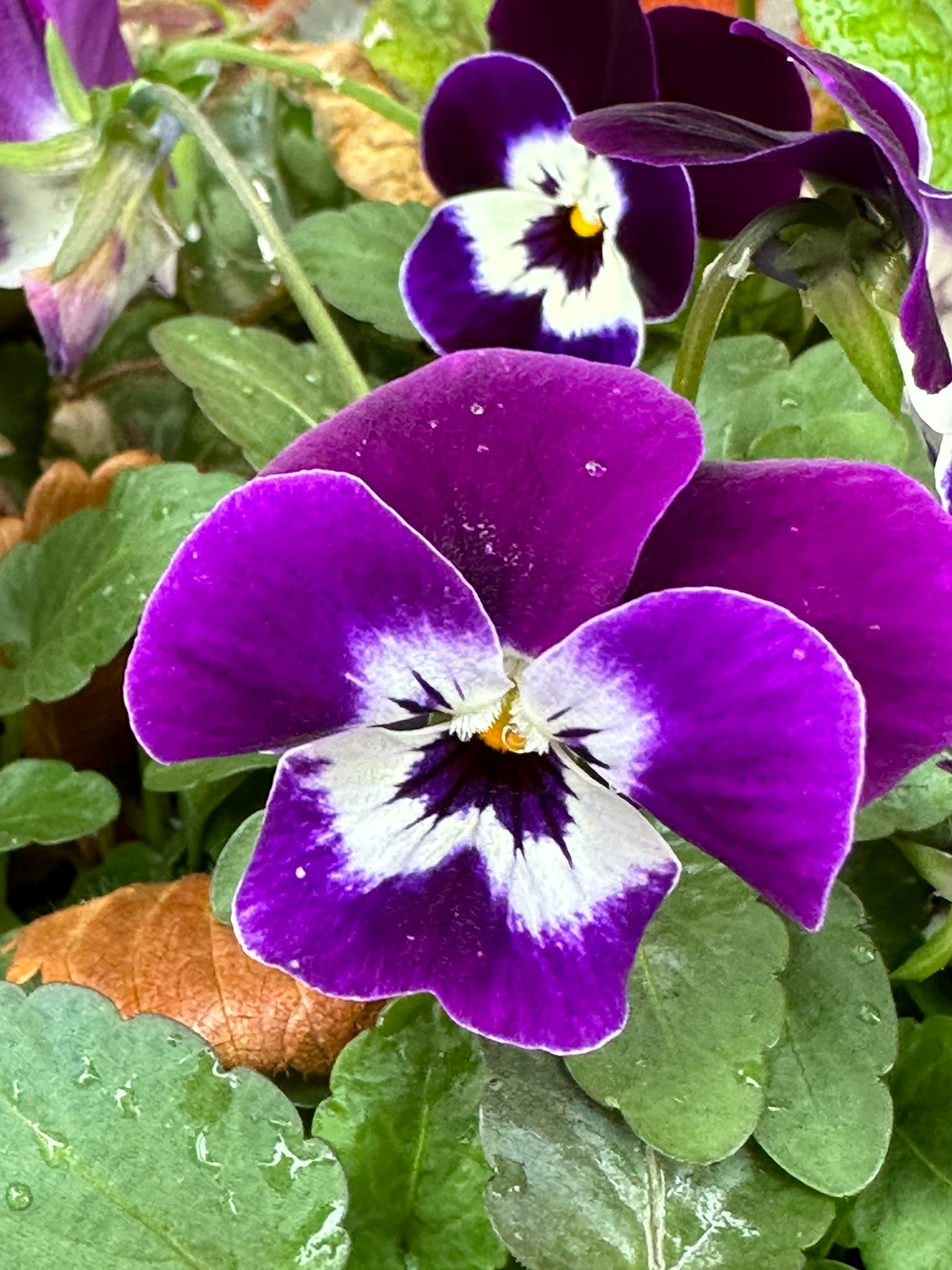 Bunga pansy ungu dan putih dikelilingi daun hijau