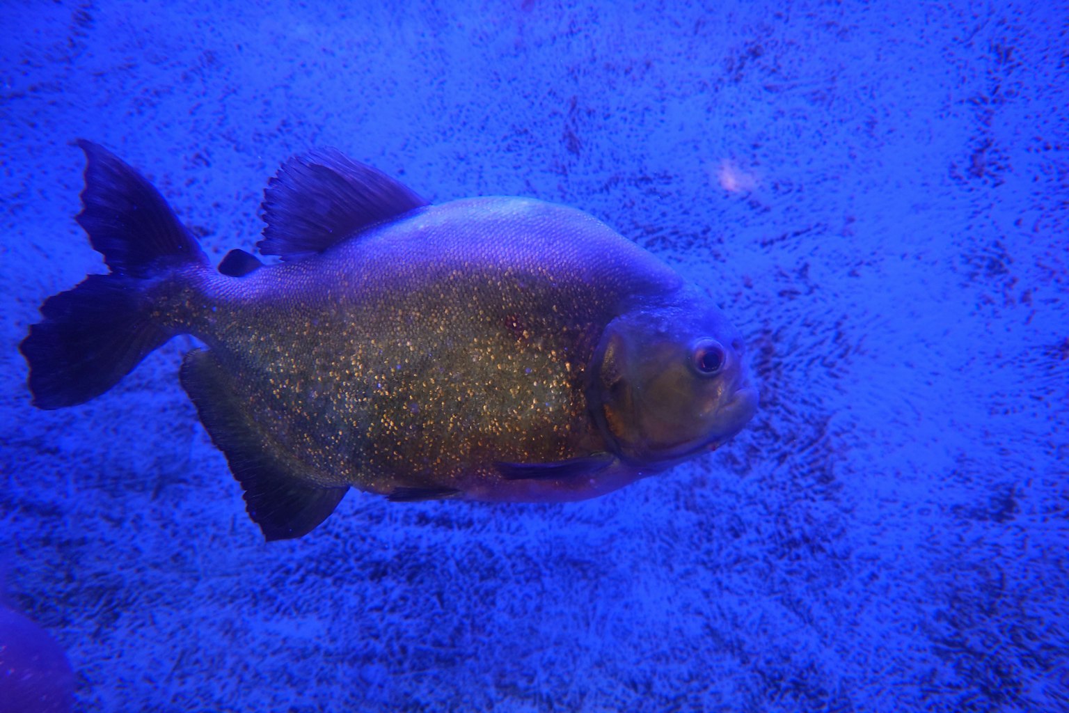 A fish swimming in a blue aquarium