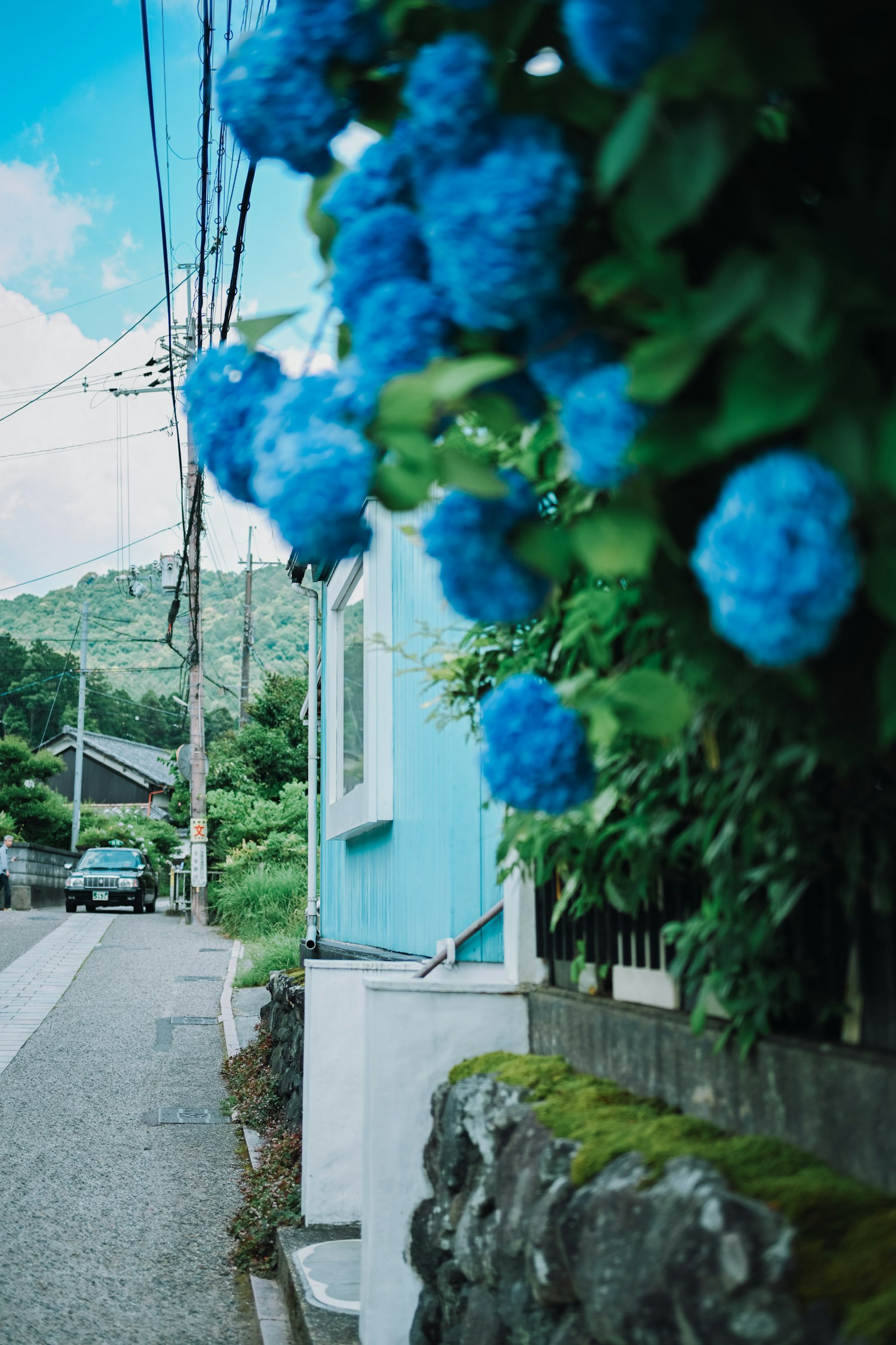 蓝色绣球花在街道上盛开，旁边有房子和绿植