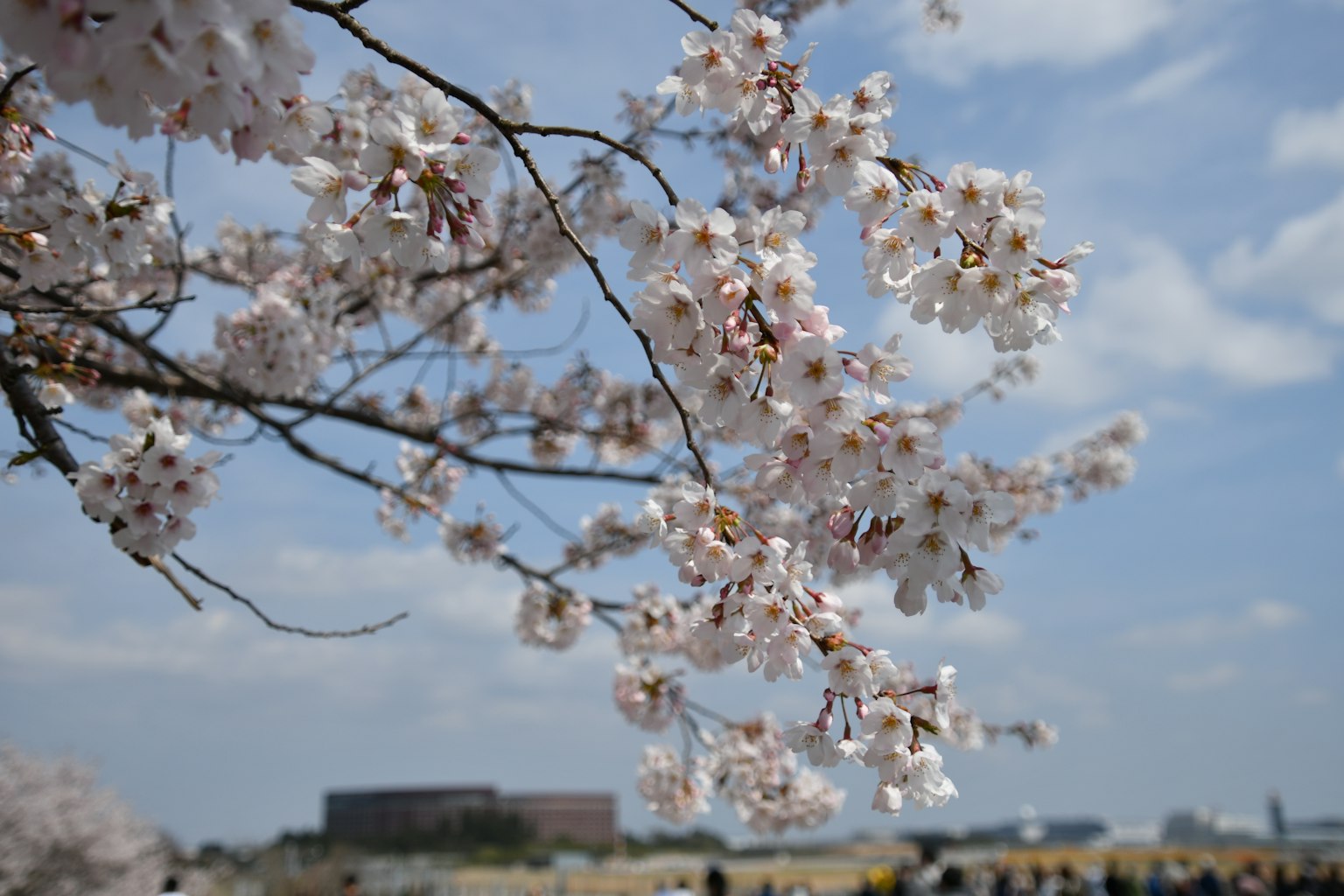 Rami di ciliegio in fiore con fiori rosa contro un cielo blu