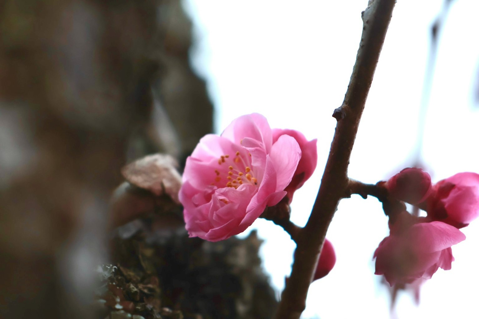 Flor de ciruelo rosa floreciendo en una rama