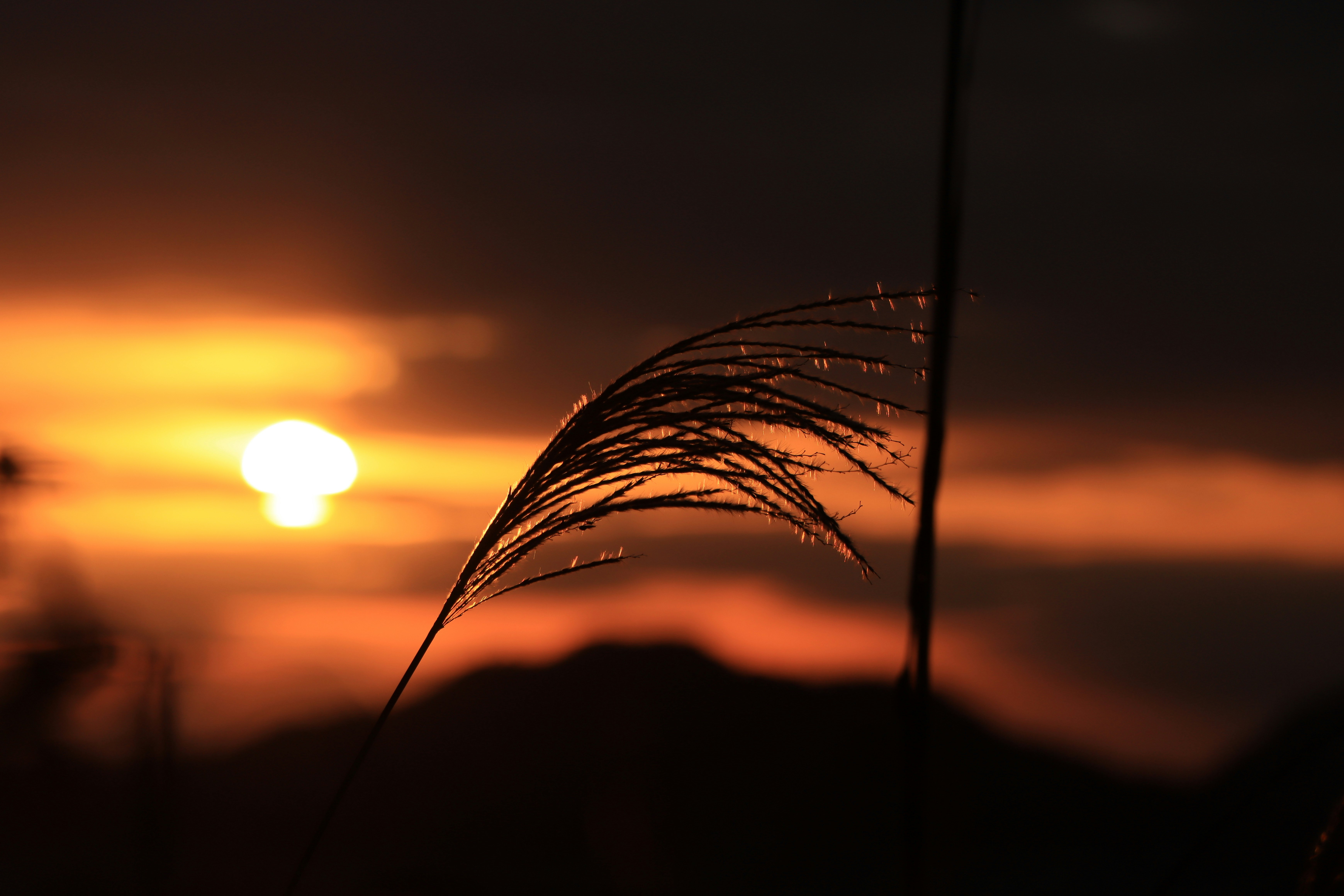 夕阳天空下的草穗剪影