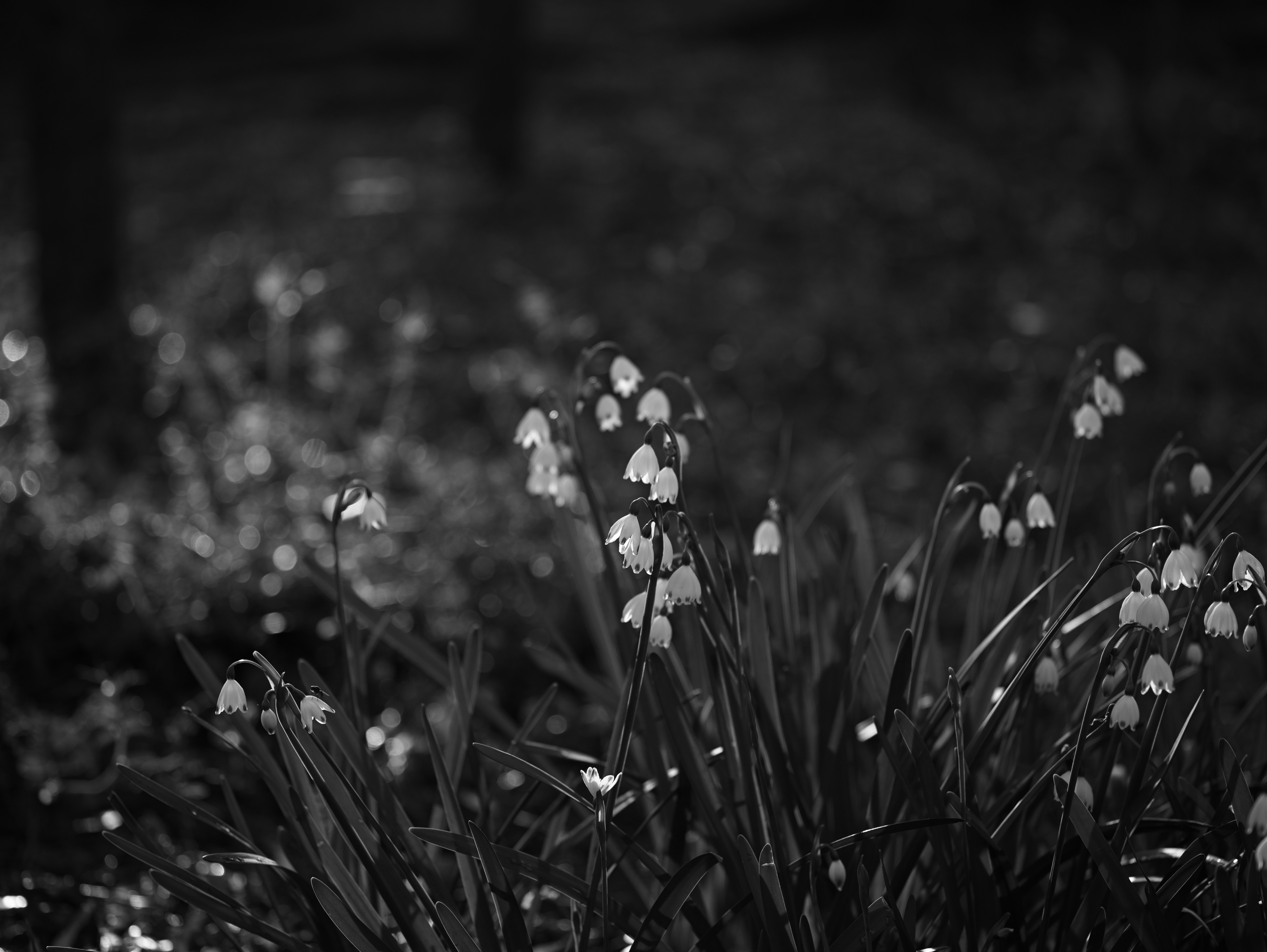 夜の草むらに咲く小さな花