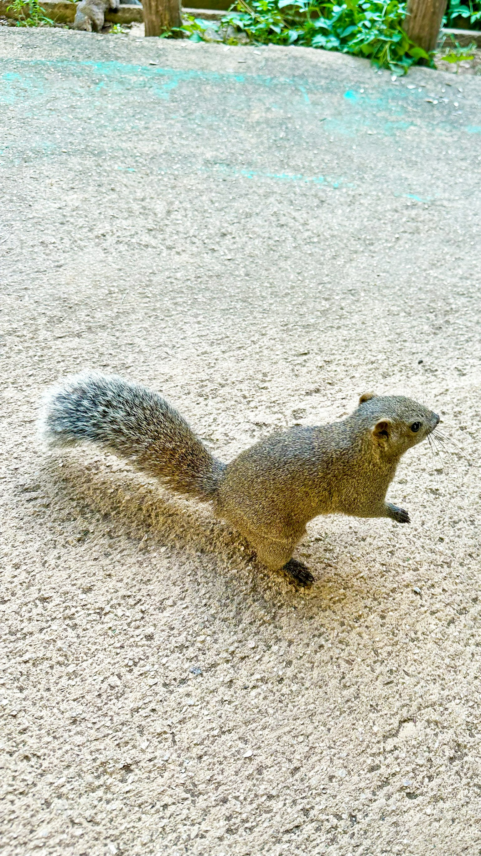 Squirrel abu-abu berlari di tanah