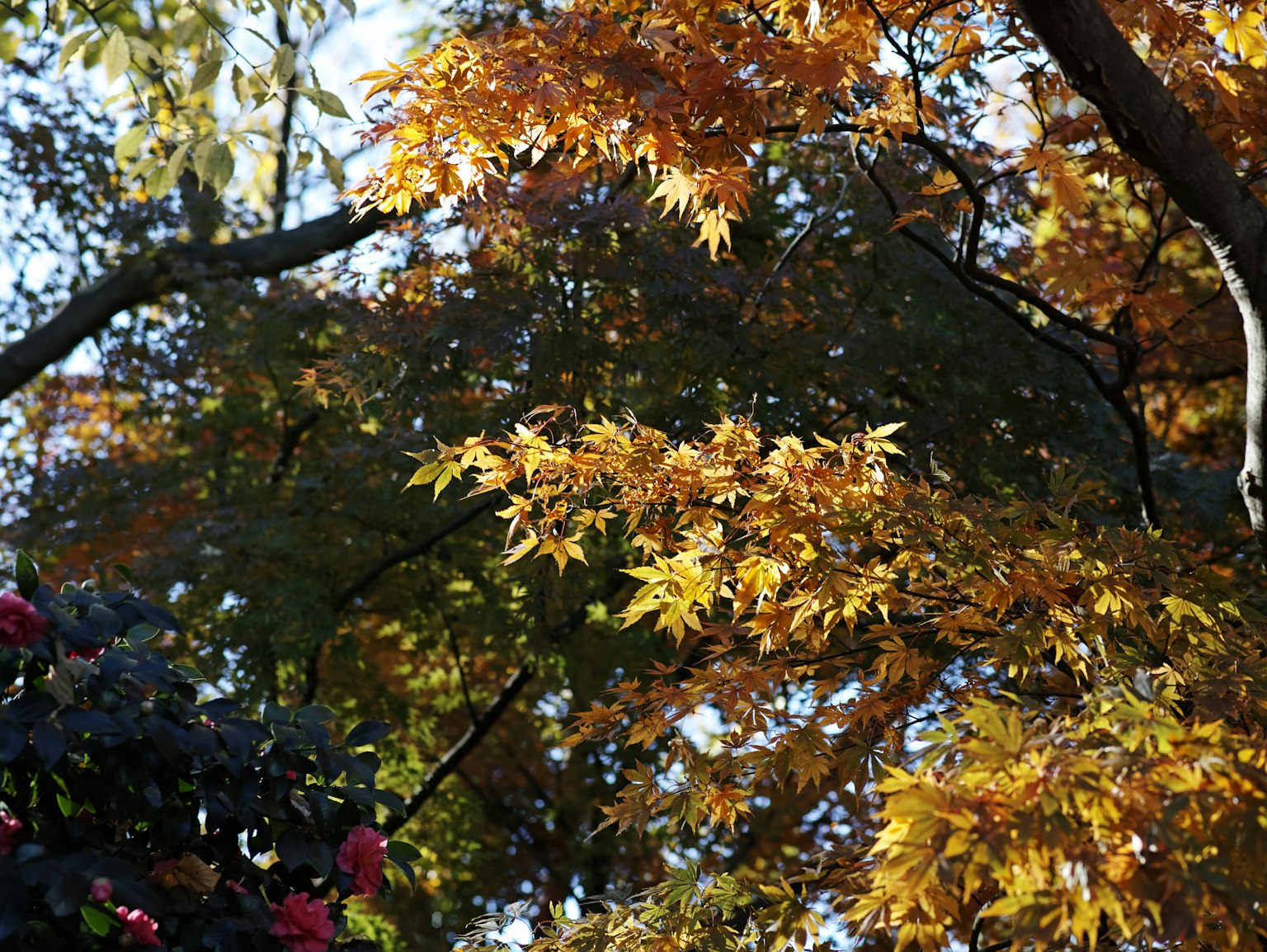 Schöne gelbe Herbstblätter mit grünem Hintergrund