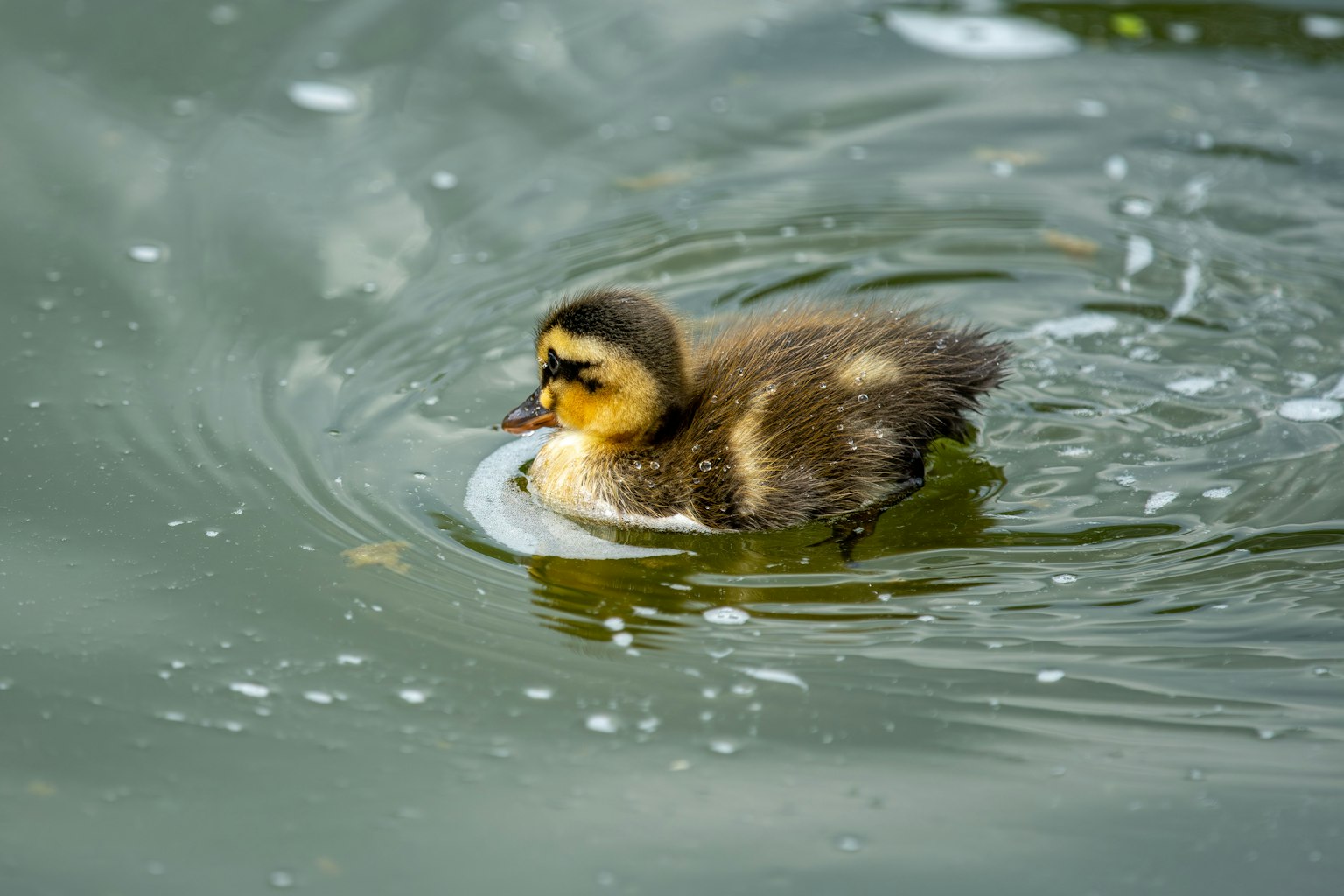 Seekor anak bebek kecil berenang di permukaan air