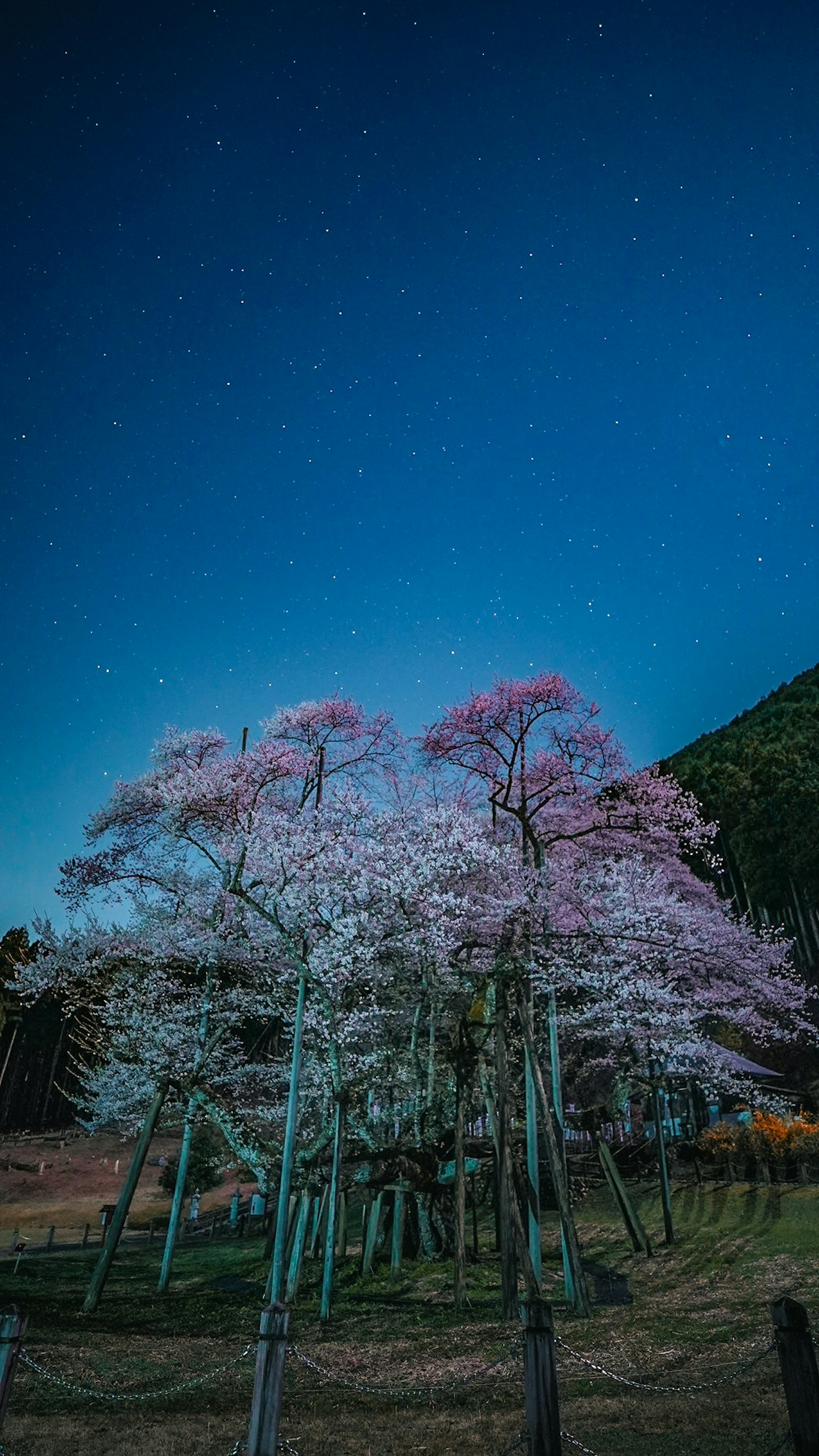 Cluster of cherry blossom trees under a starry sky