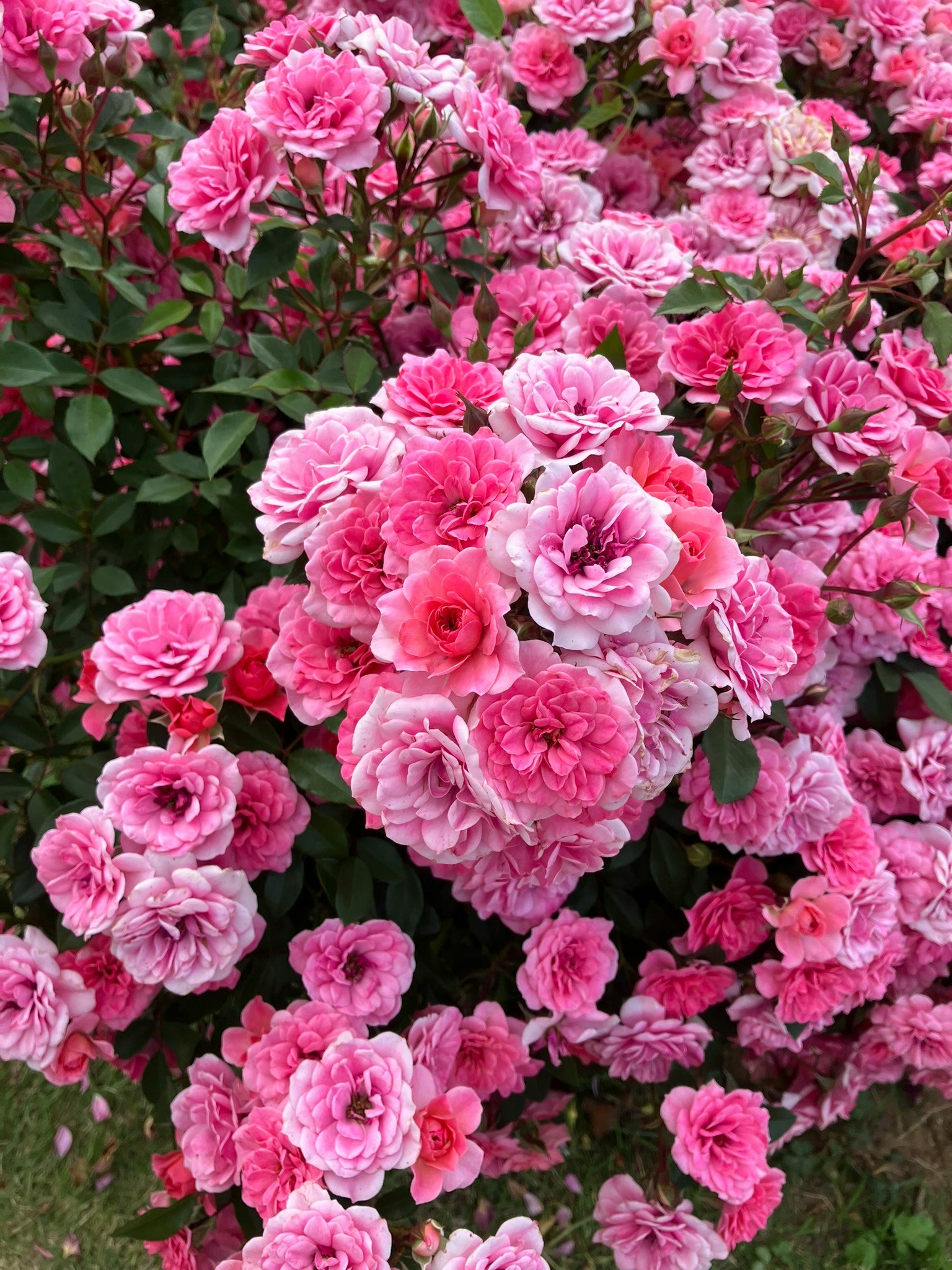 ピンクのバラが咲き誇るケイシー・ローズガーデンの花壇