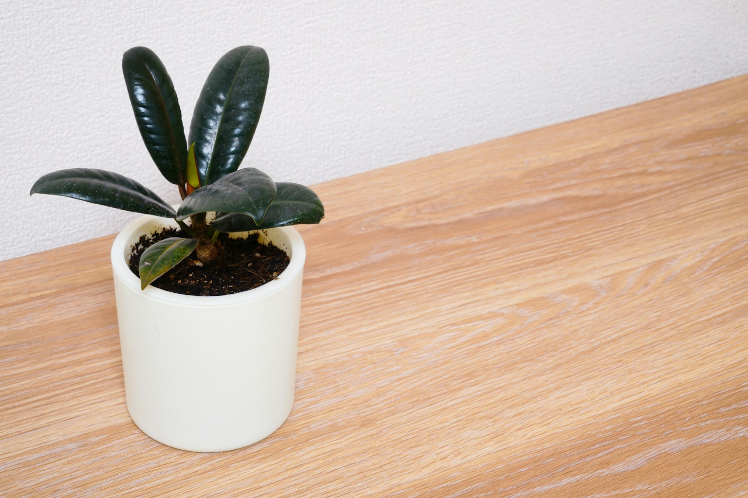 A green leaf plant in a white pot placed on a wooden table