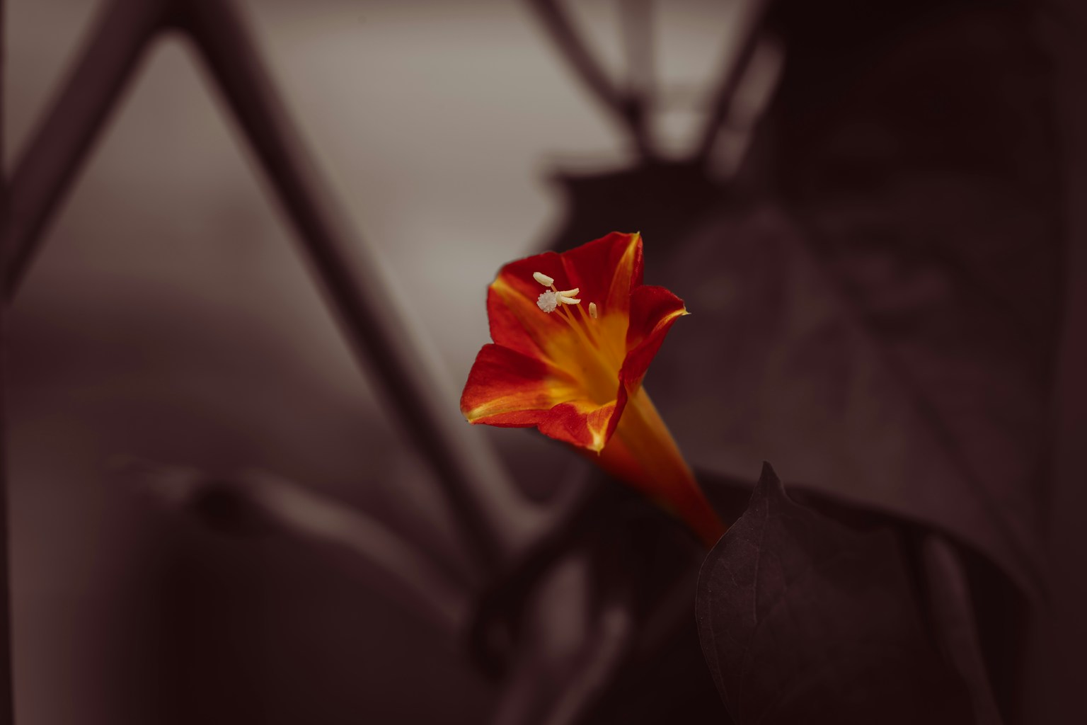Flor roja y naranja vibrante contra un fondo oscuro