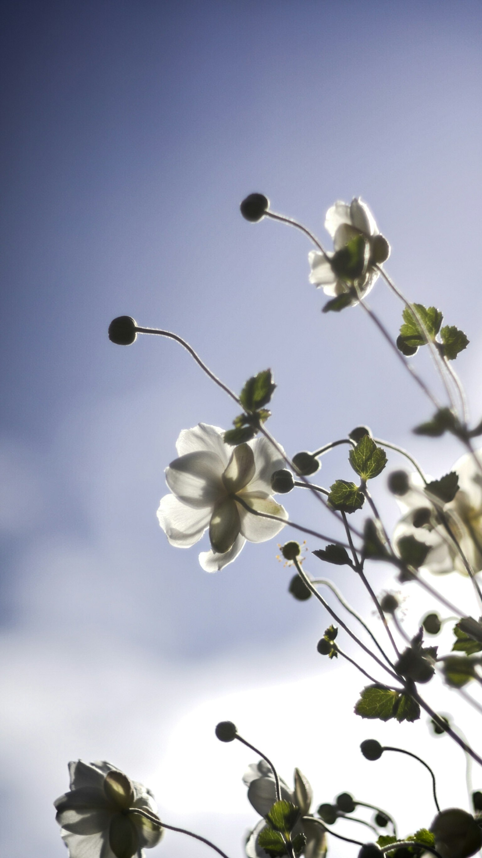 Schöne Komposition aus weißen Blumen und grünen Blättern vor blauem Himmel