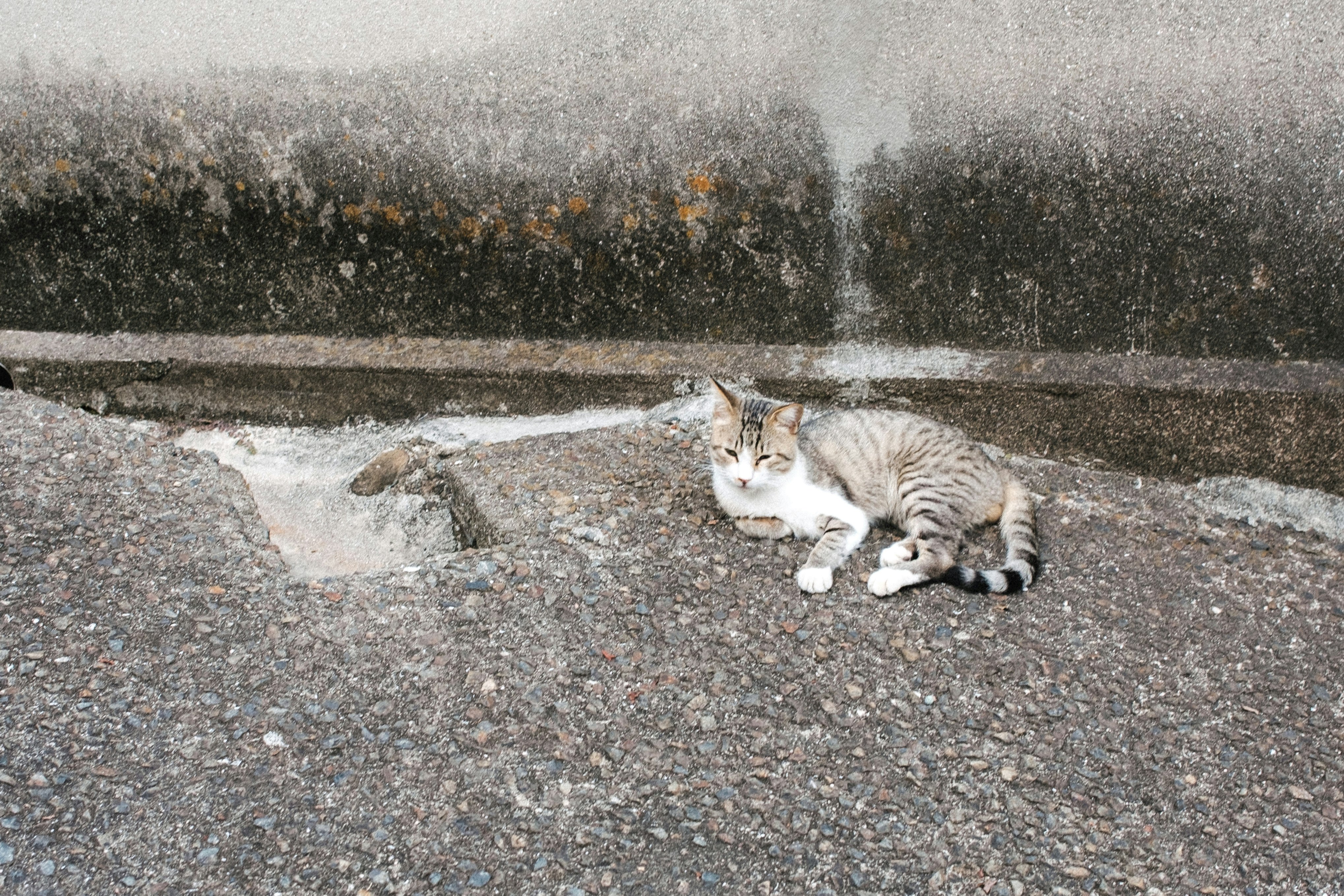 chat sauvage se reposant sur une rue sous la pluie