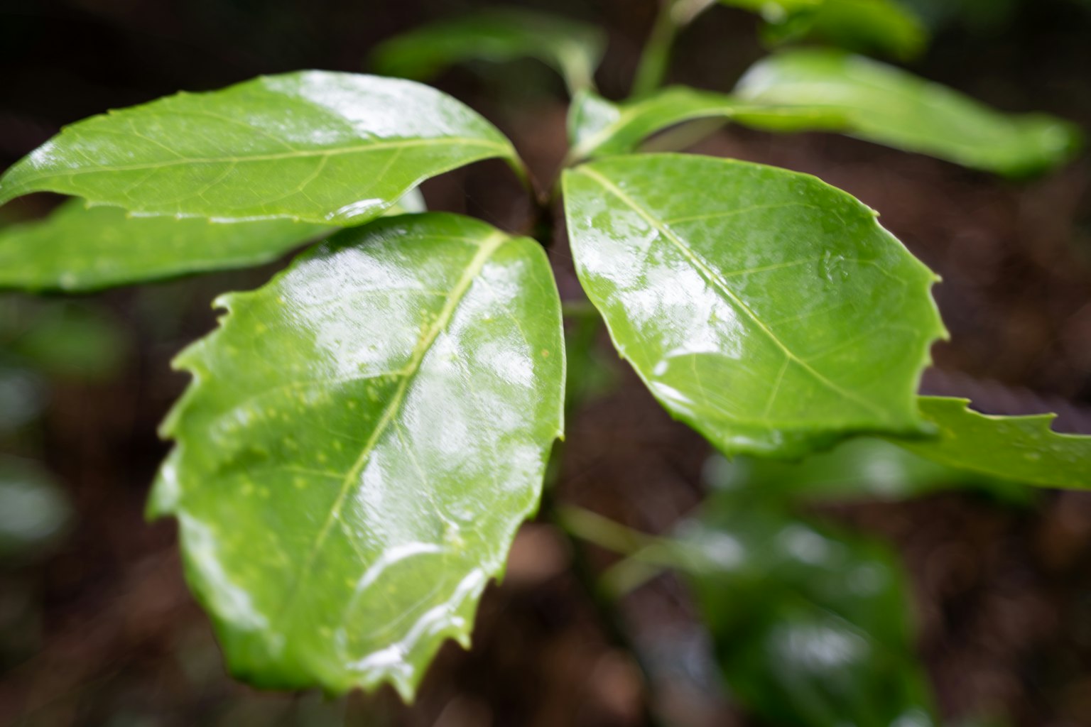 Acercamiento de hojas verdes brillantes de una planta