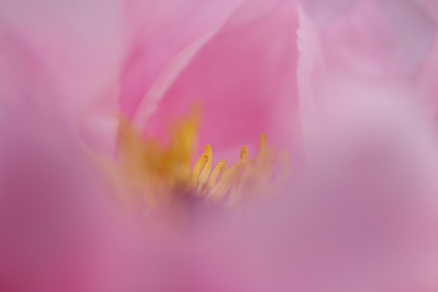 Petali di fiore rosa sfocati con stami gialli