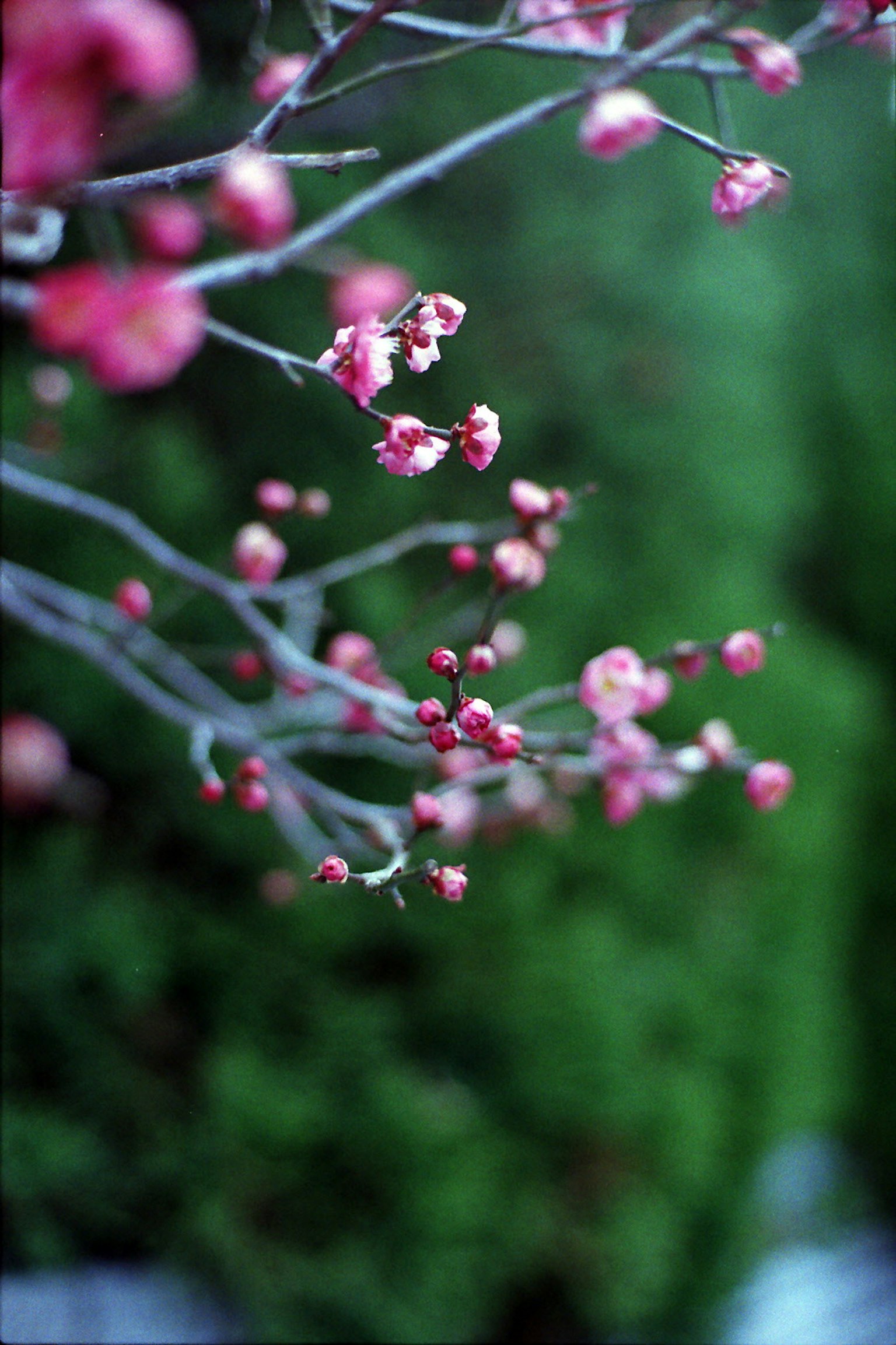 Gros plan de branches avec des fleurs roses sur un fond vert