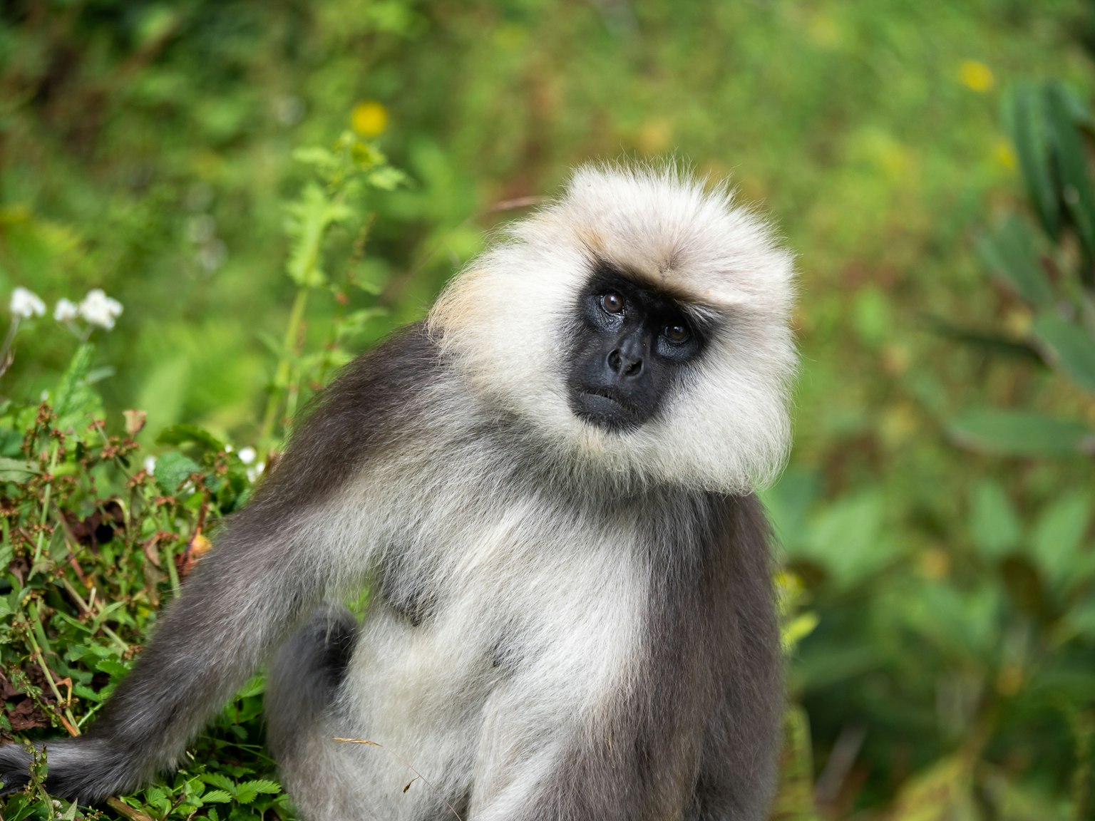Un singe avec une fourrure blanche et un visage noir posant sur un fond vert