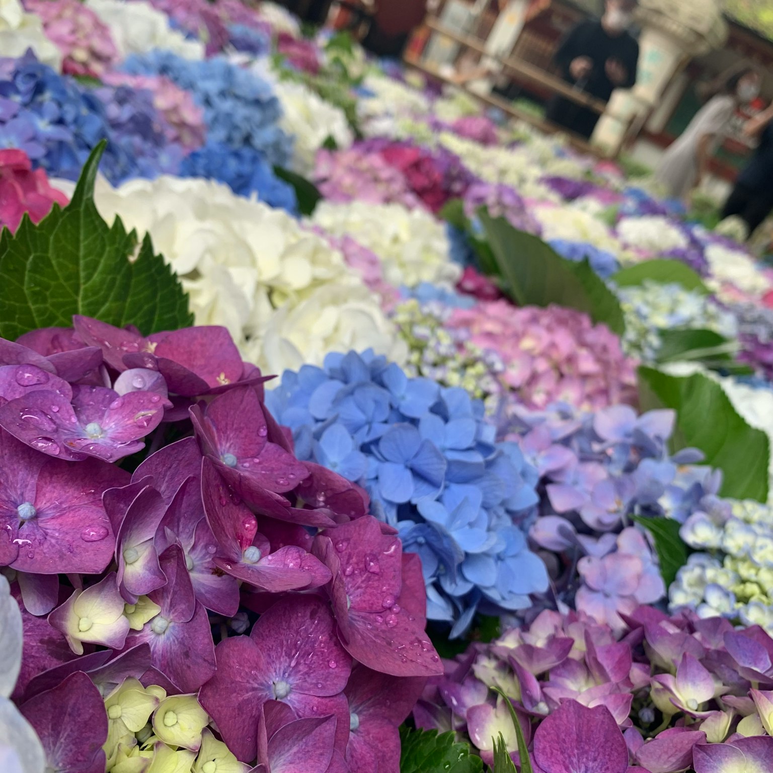 Pemandangan bunga hortensia berwarna-warni dalam nuansa ungu dan biru