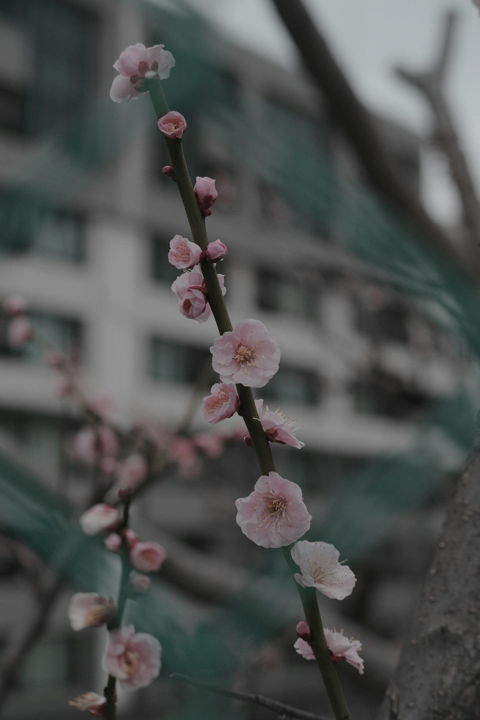 Primo piano di rami di ciliegio con fiori rosa sullo sfondo di un edificio