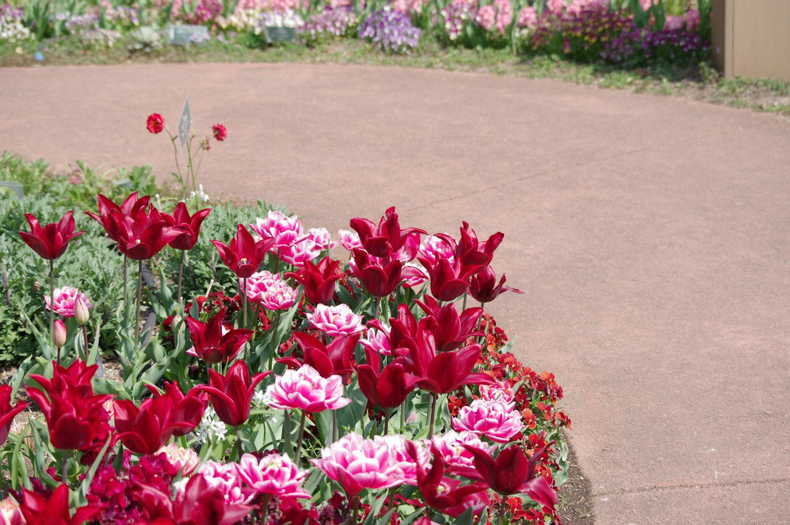 Aiola con tulipani rossi e rosa accanto a un sentiero pavimentato