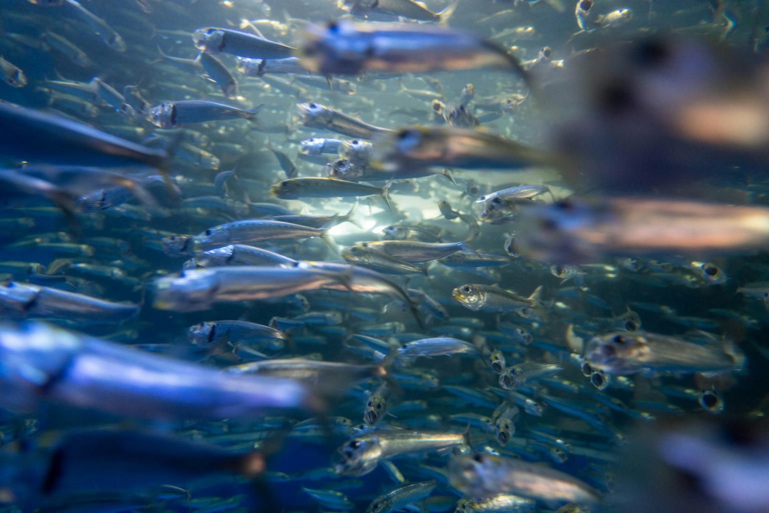 Pemandangan bawah air yang hidup dengan sekumpulan ikan