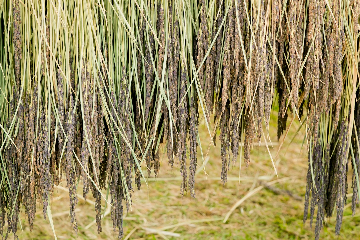Gros plan de tiges de riz suspendues avec des grains