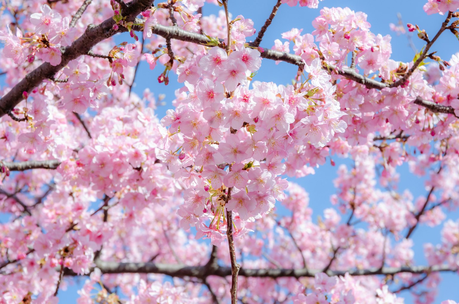 Fleurs de cerisier en pleine floraison sous un ciel bleu clair