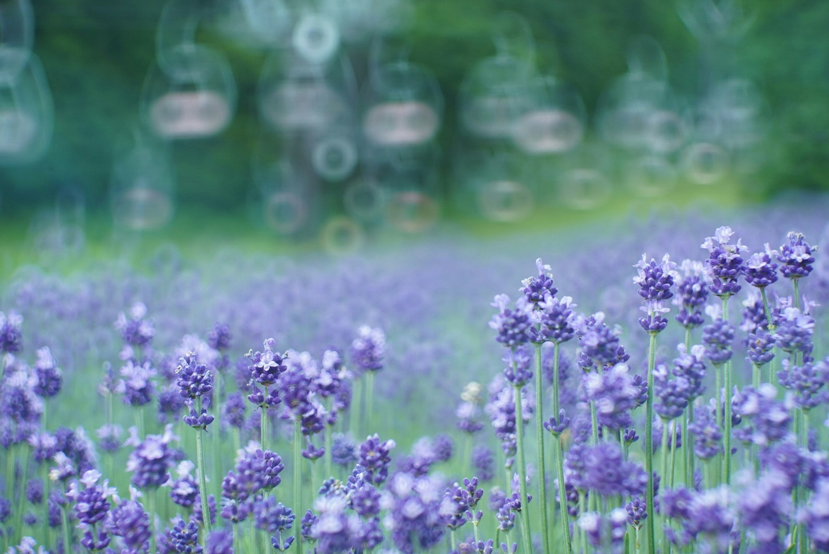 紫の花が並ぶ草地のボケた風景