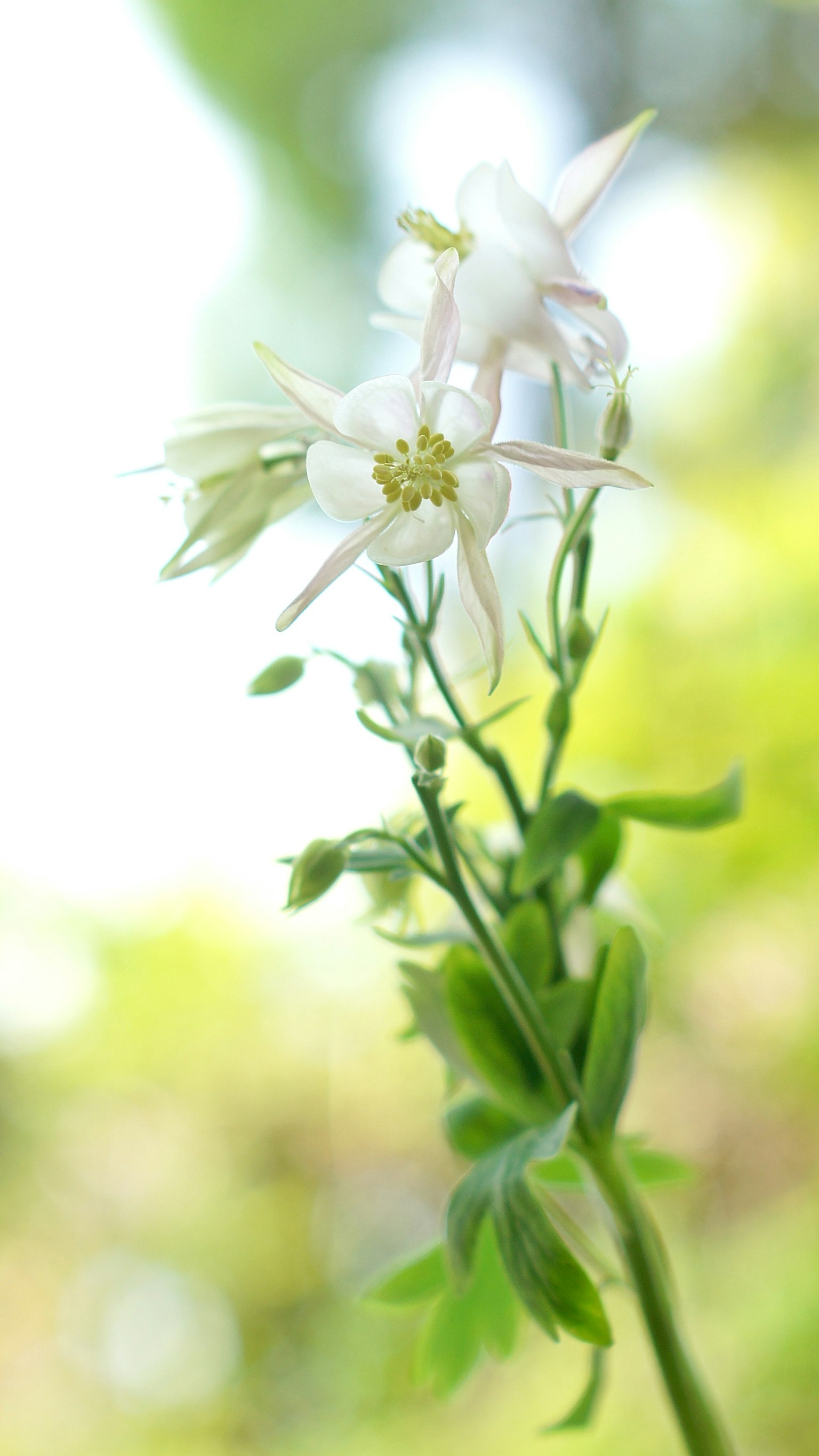 Plante vibrante avec des fleurs blanches et des feuilles vertes