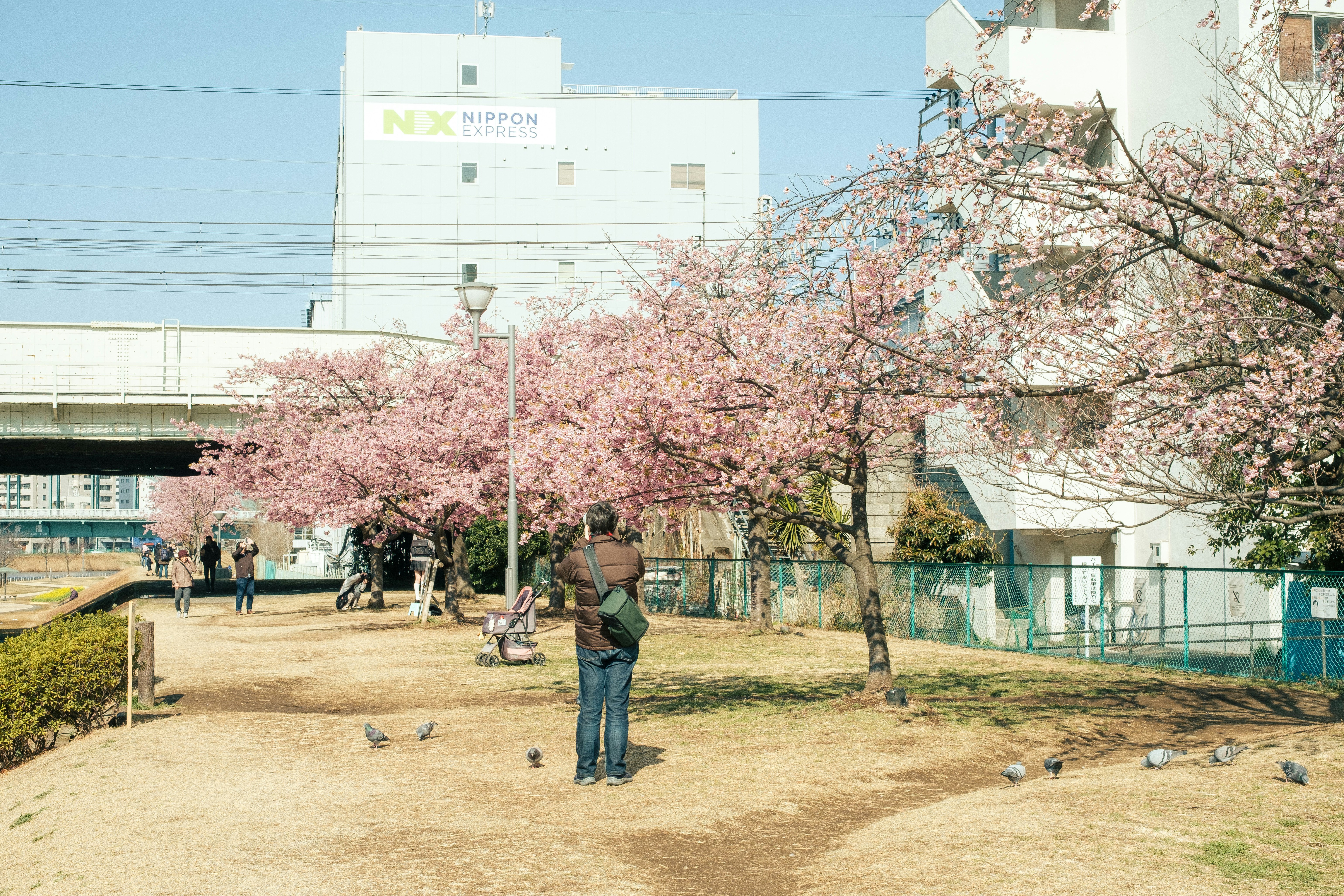 春の桜並木と芝生の広場