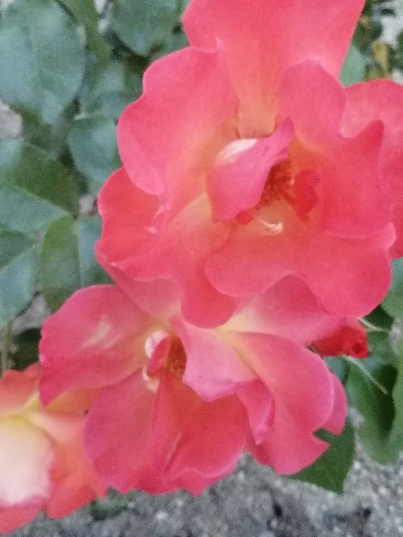Petali di rosa rosa vibrante che si sovrappongono