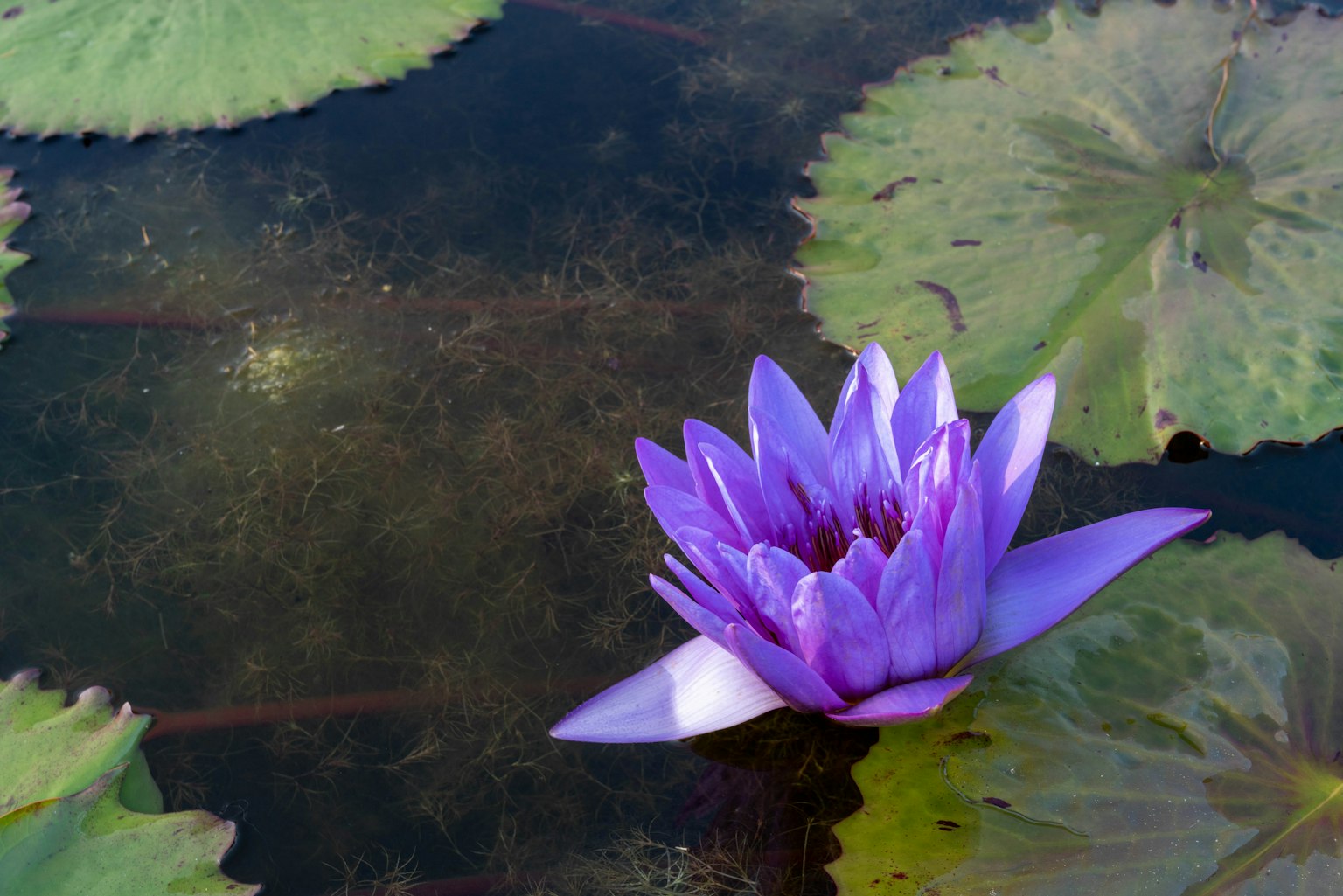 Lirio de agua púrpura floreciendo en la superficie de un estanque con hojas verdes