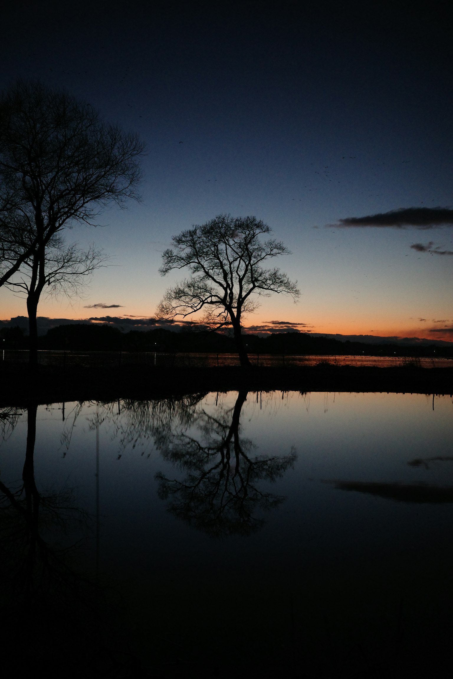 Silhouette d'arbres reflétée dans l'eau au crépuscule