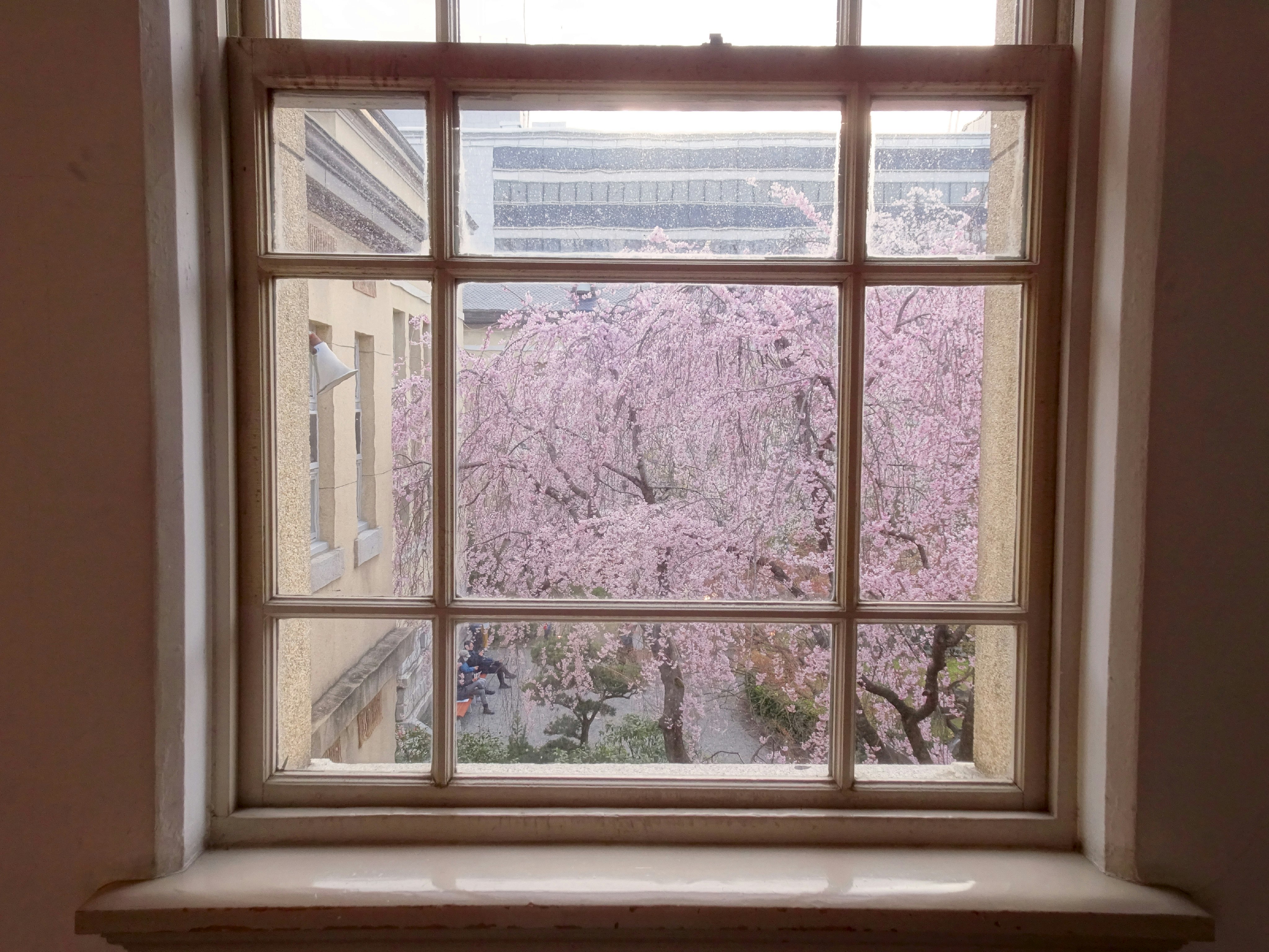 窓辺から見える桜の花が広がる景色