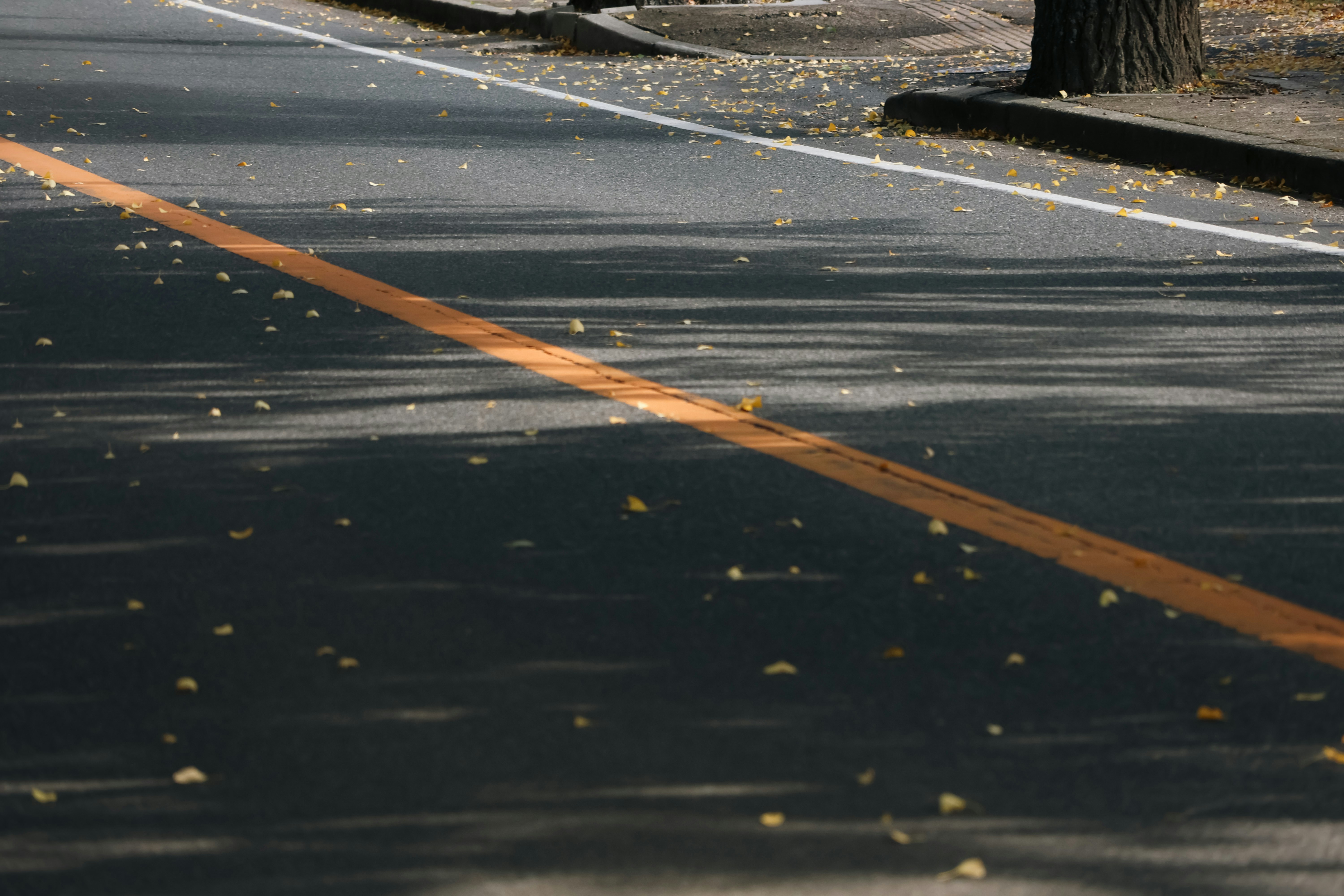 Paved road with an orange line and autumn leaves scattered