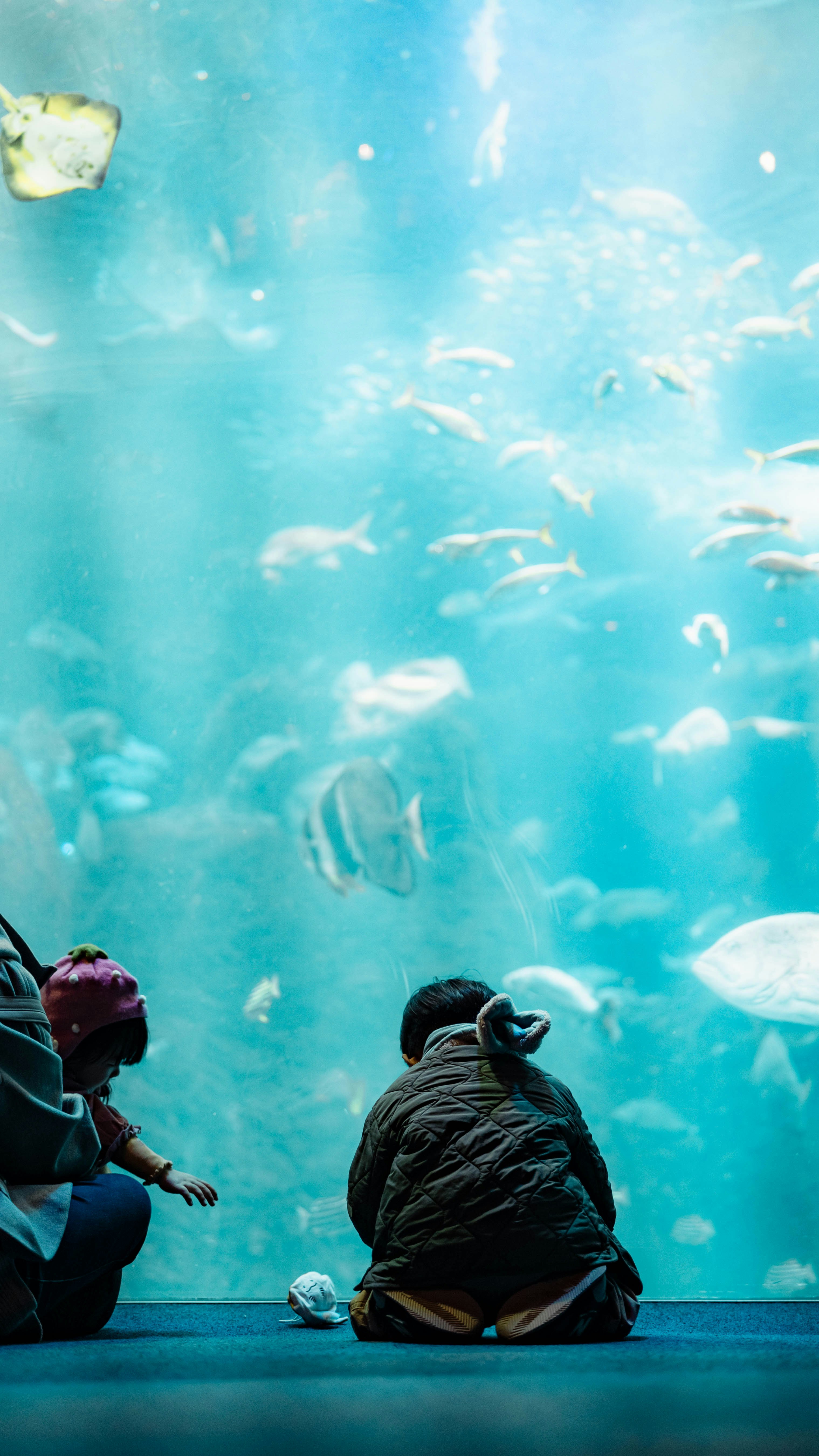 水族館のガラス越しに見上げる魚と人のいる水槽の光景