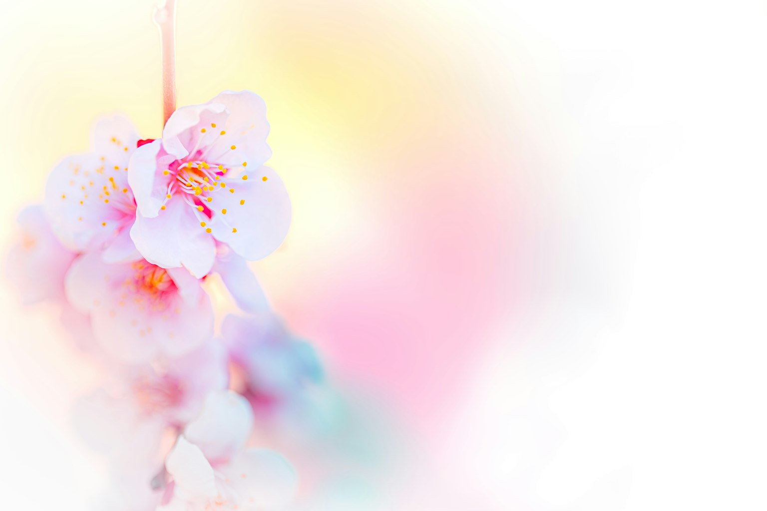 부드러운 색상의 배경에 섬세한 벚꽃