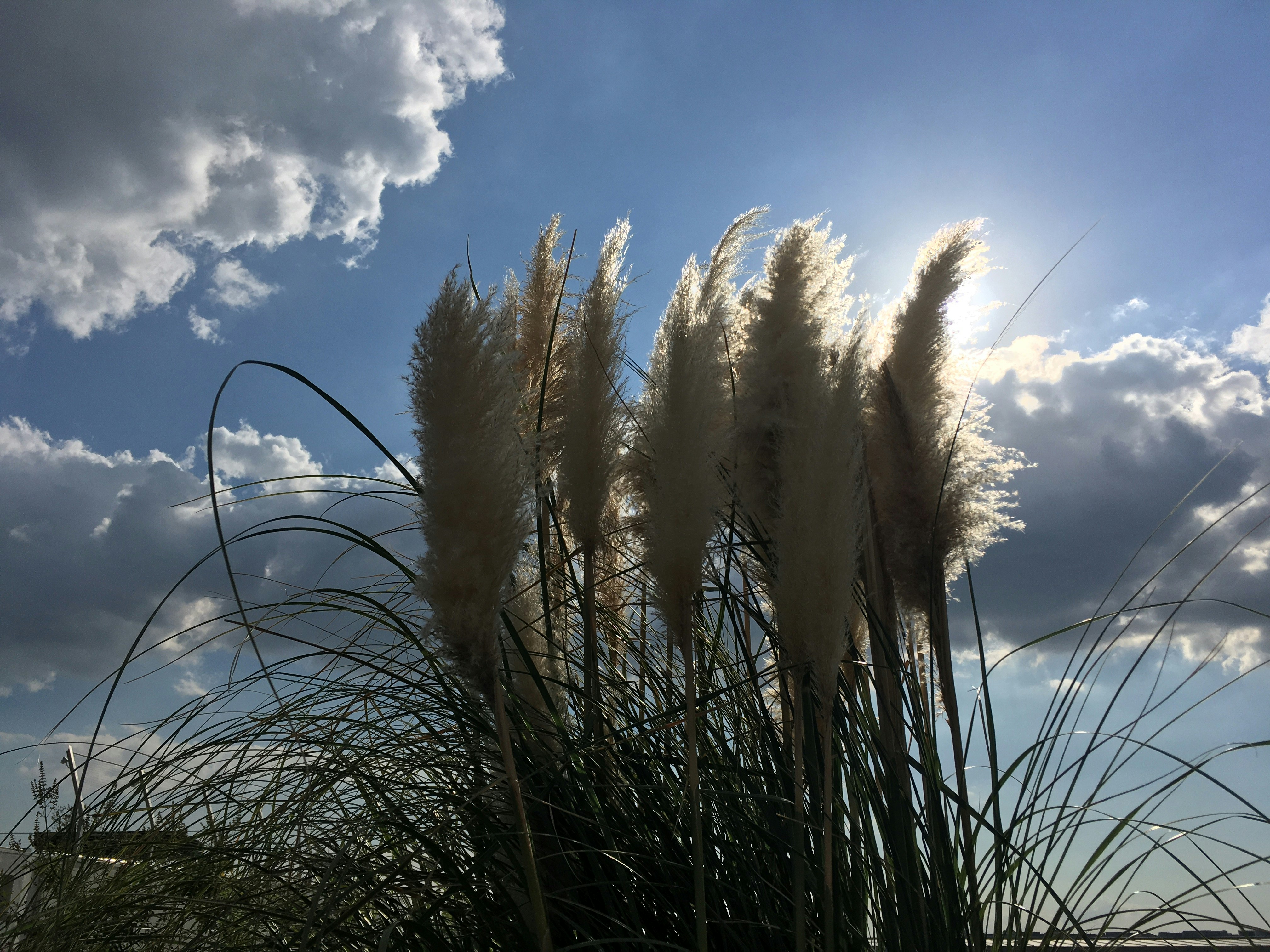 風に揺れる葦の群生と雲の空