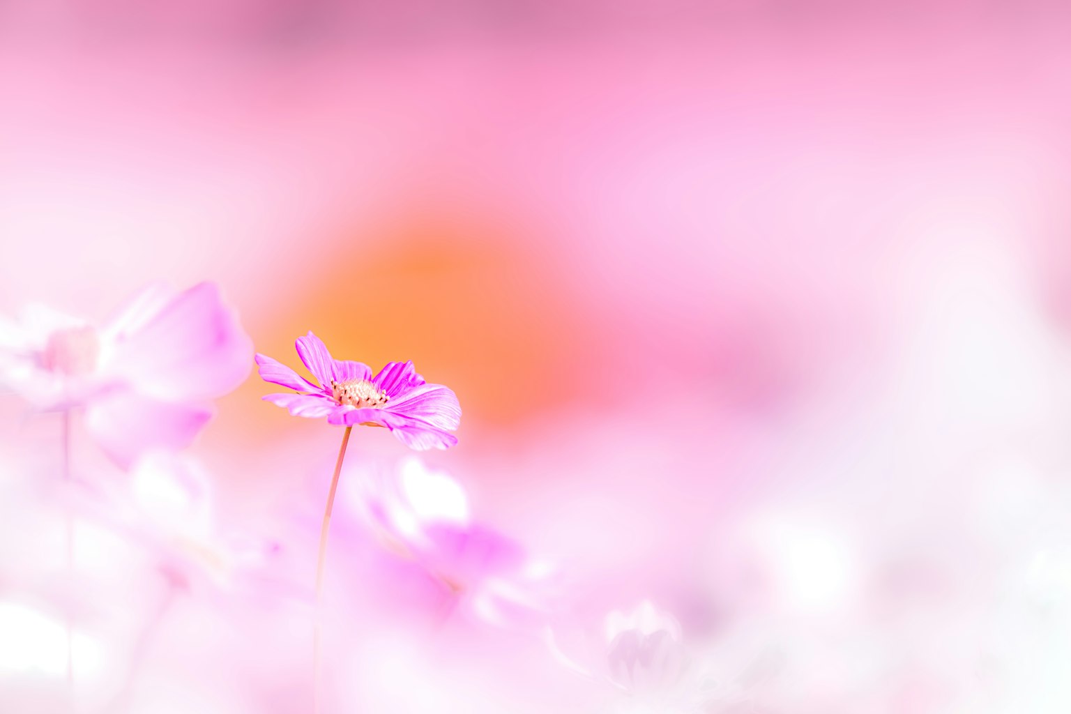 柔和粉色背景上的花朵特写